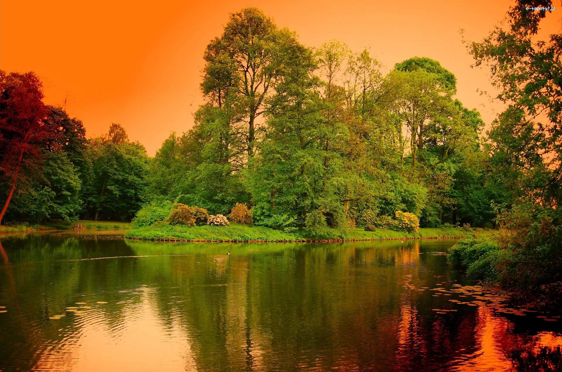 Drzewa, Park, Rzeka