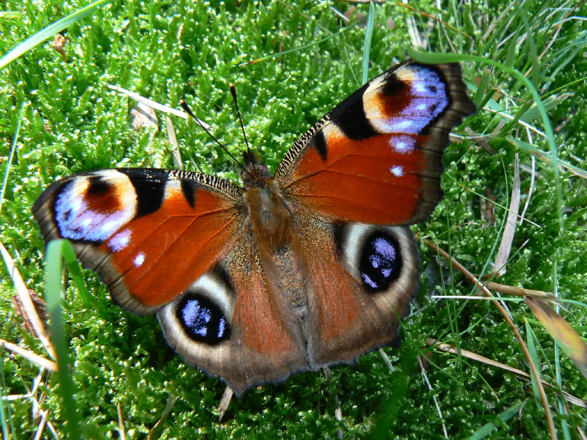 Motyl, Mech, Trawa, Rusałka Pawik