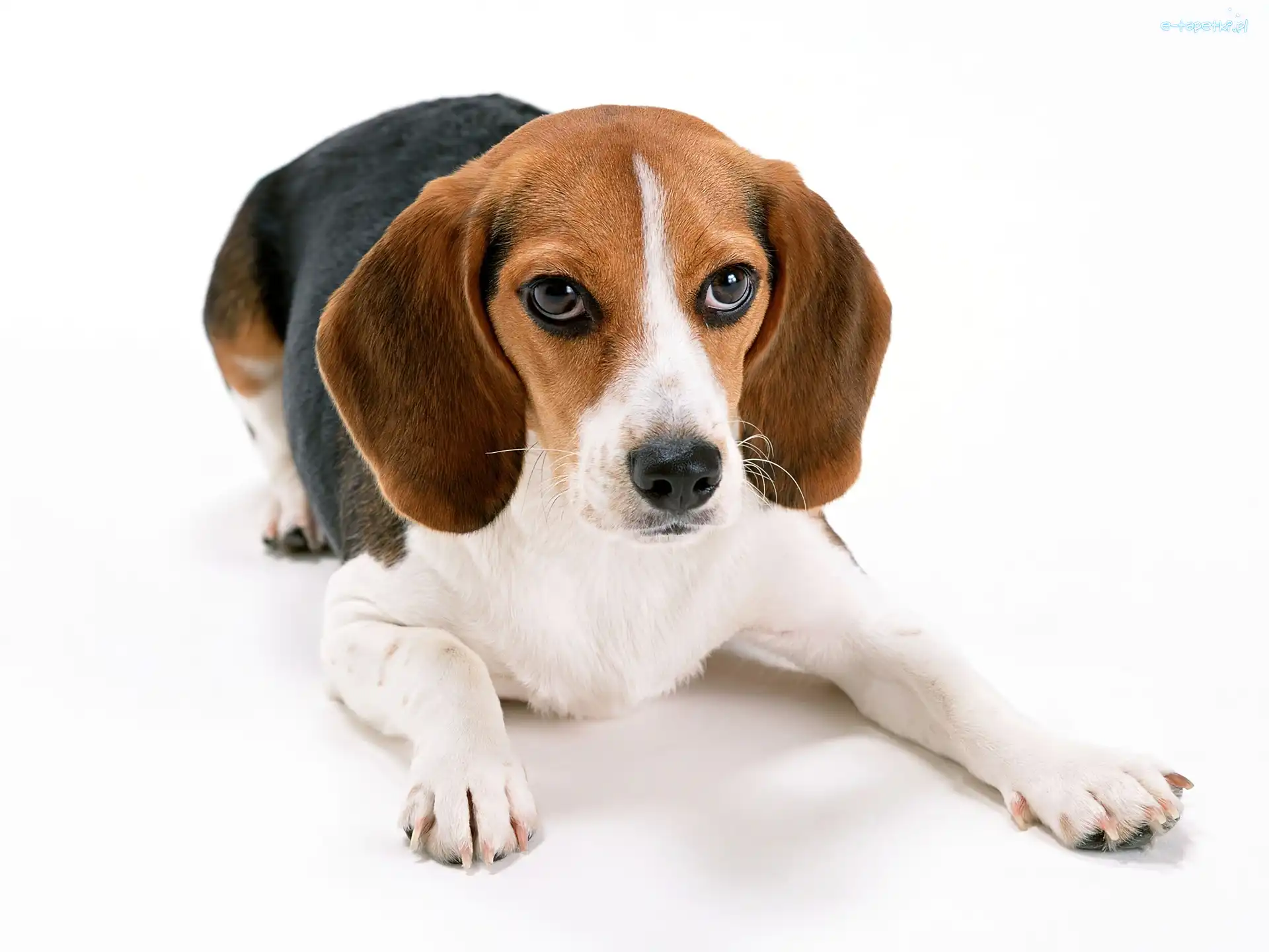 Beagle, Piesek, Leżący