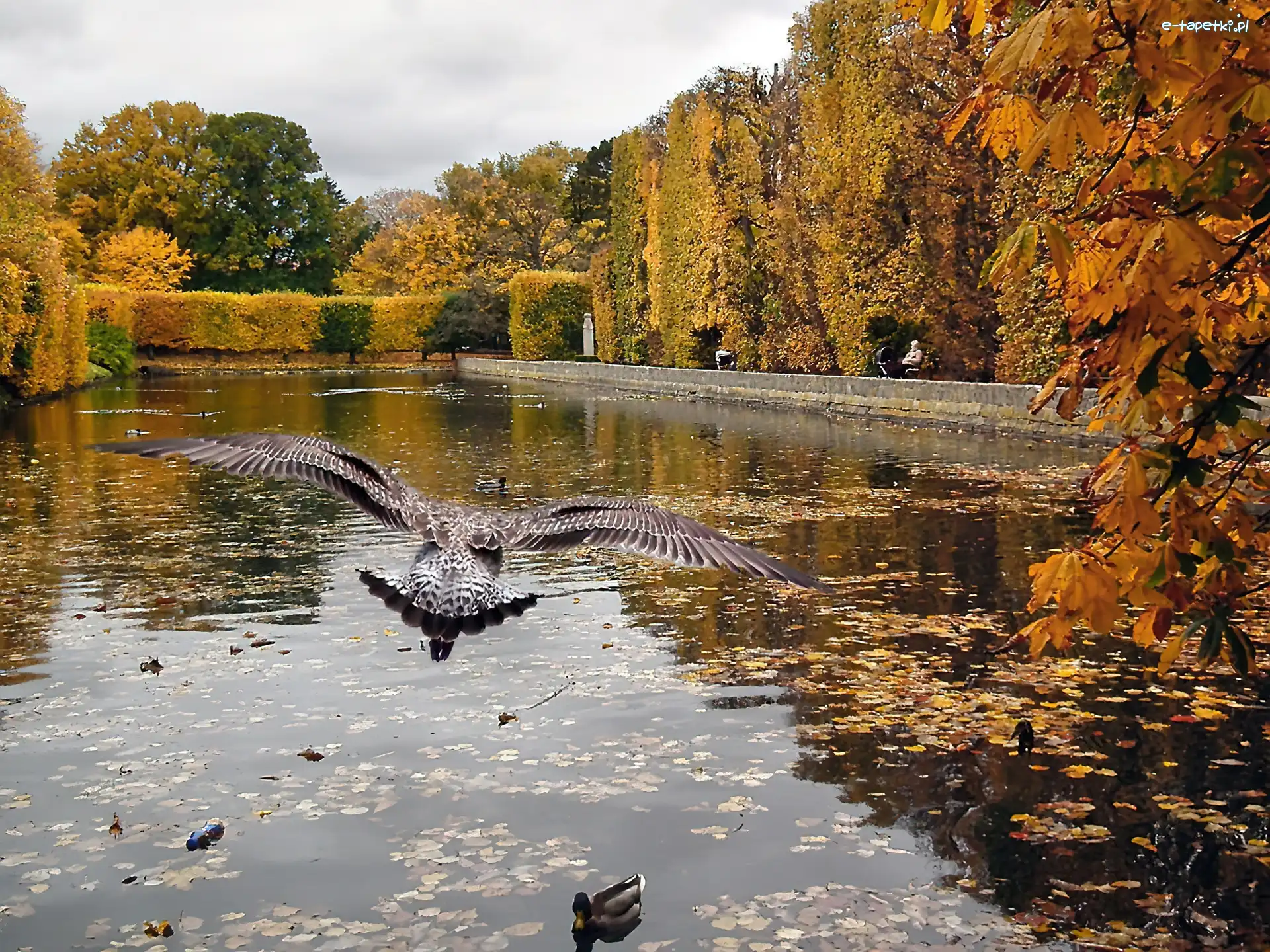 Jezioro, Wodne, Ptactwo, Jesień