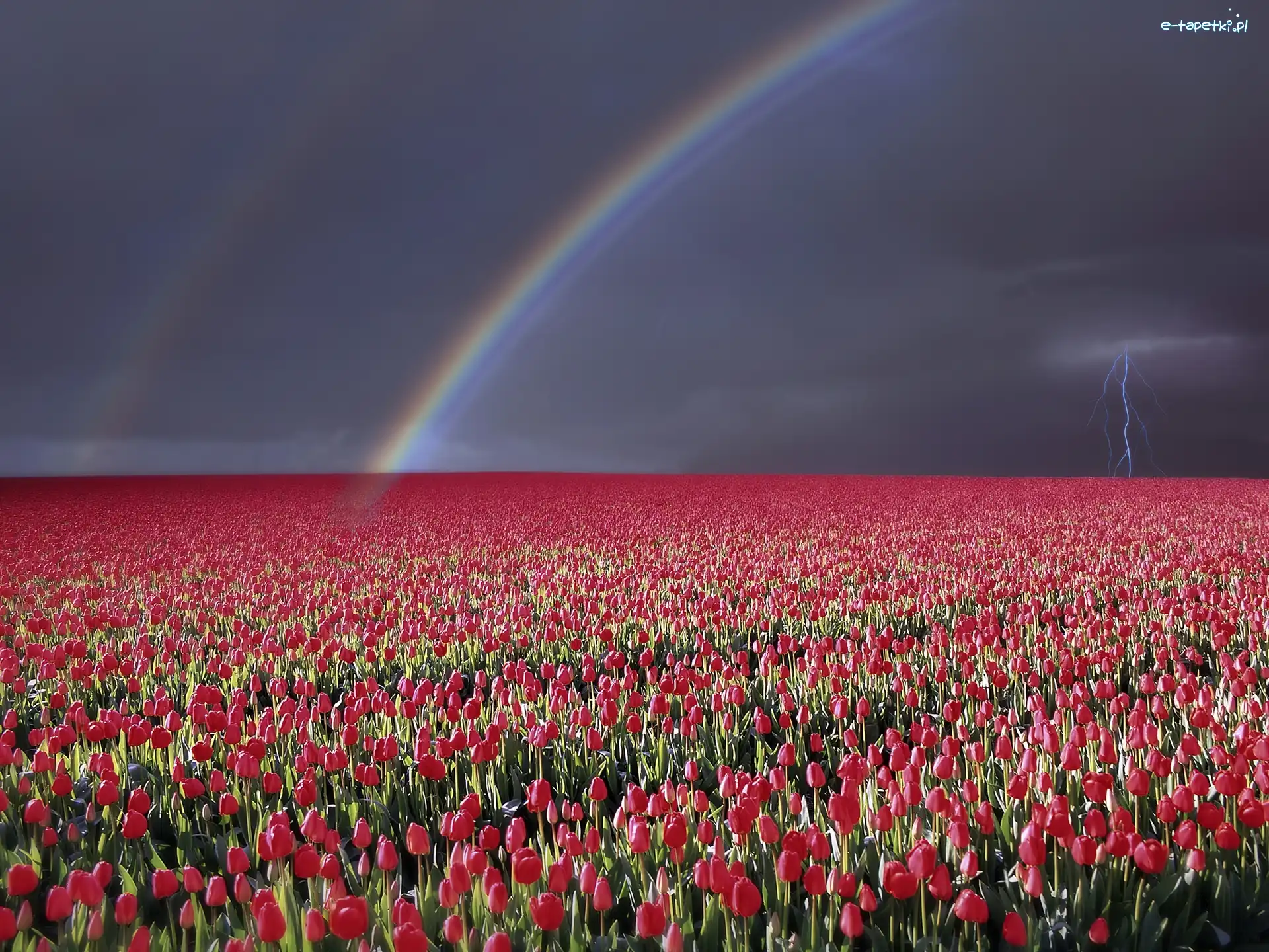 Tęcza, Tulipanów, Pole, Błyskawica