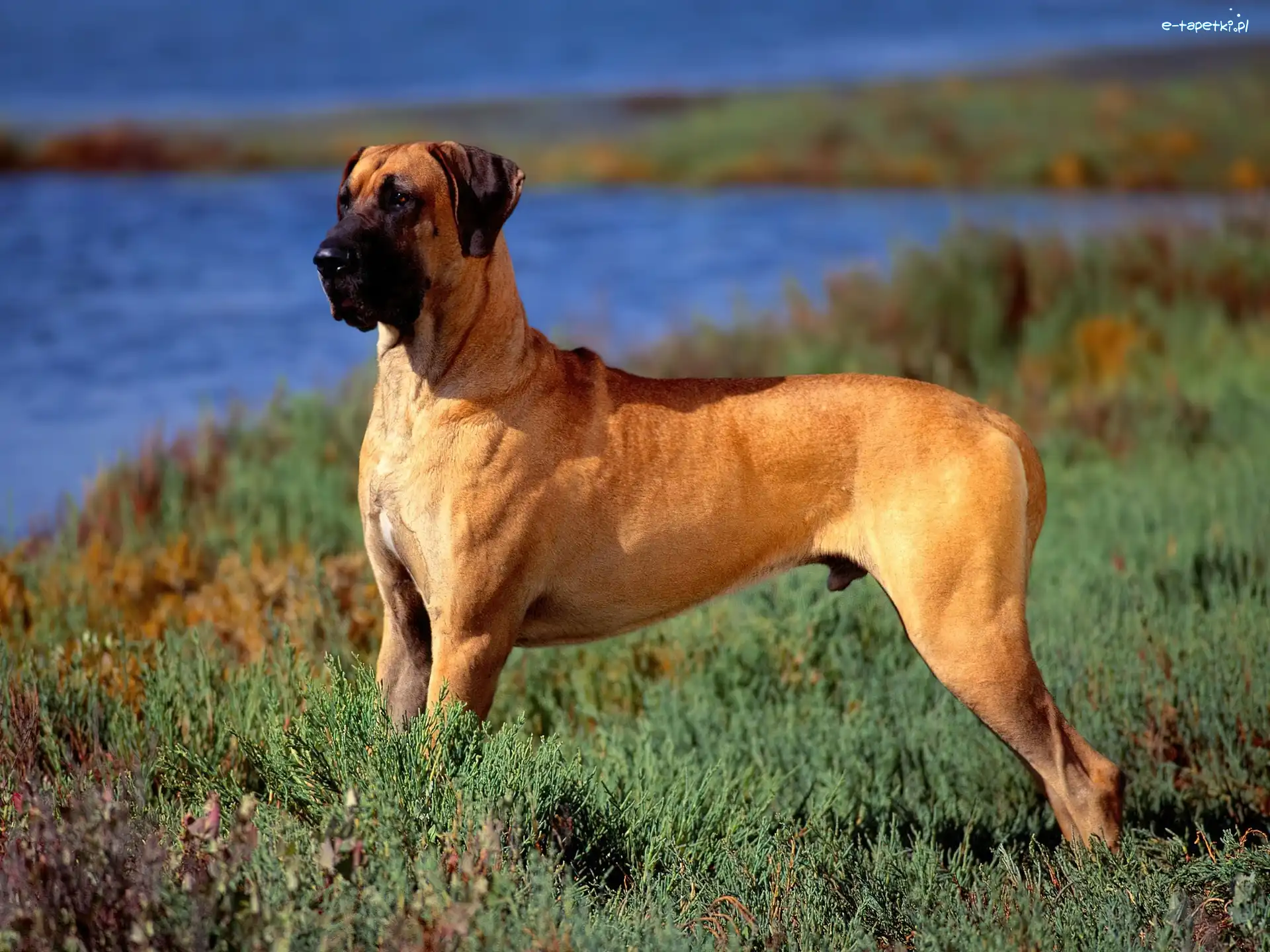 Bulmastiff, Pies