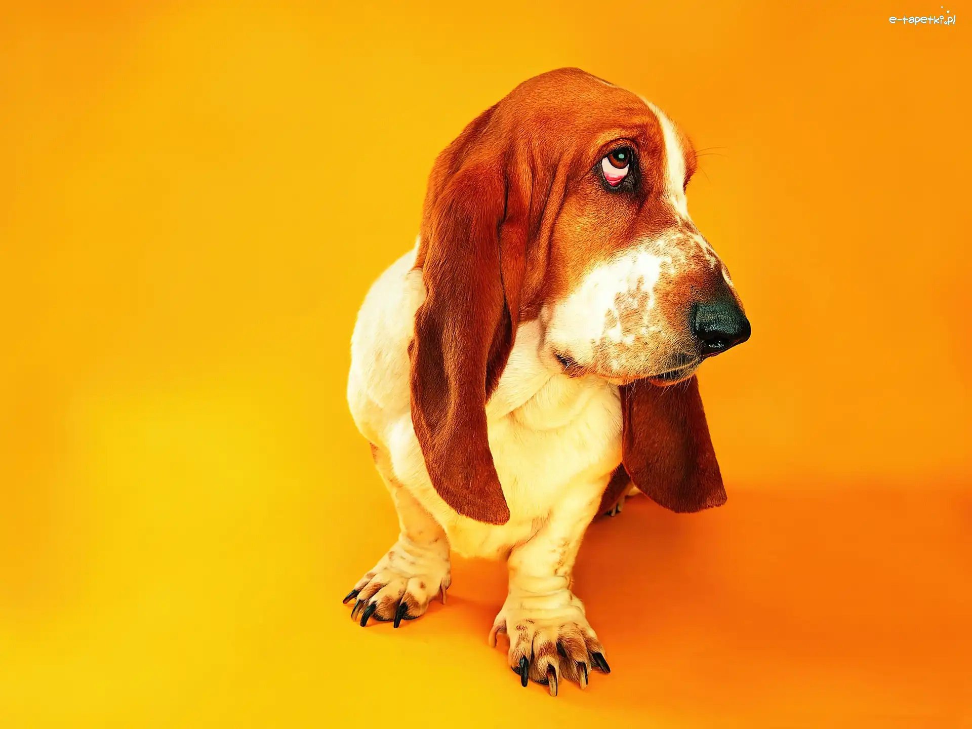 Basset, Rasa, Pies