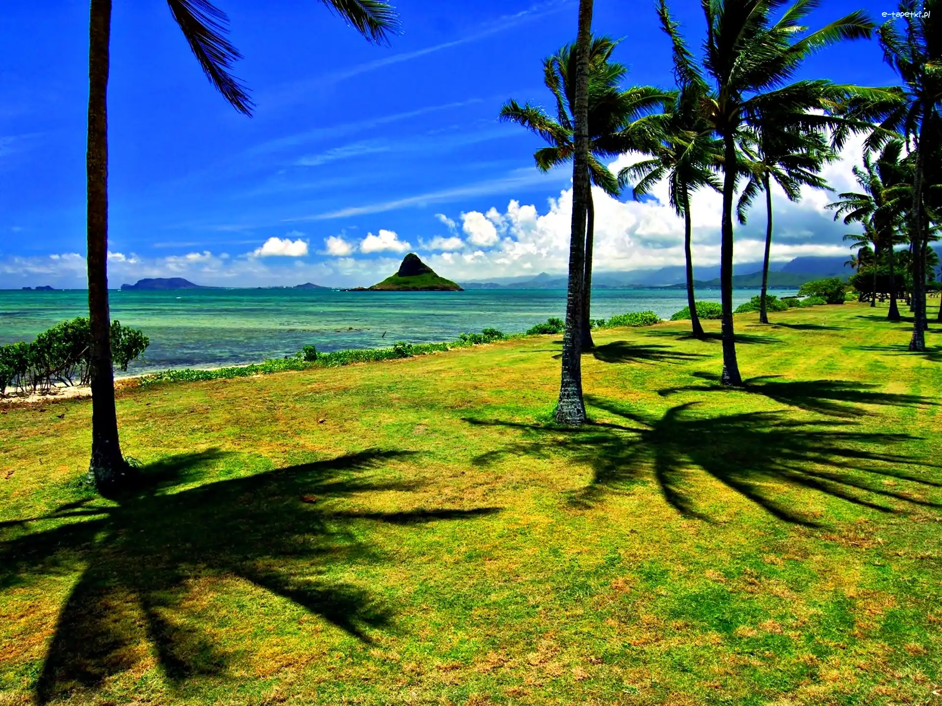 Wyspa, Hawaje, Palmy, Ocean