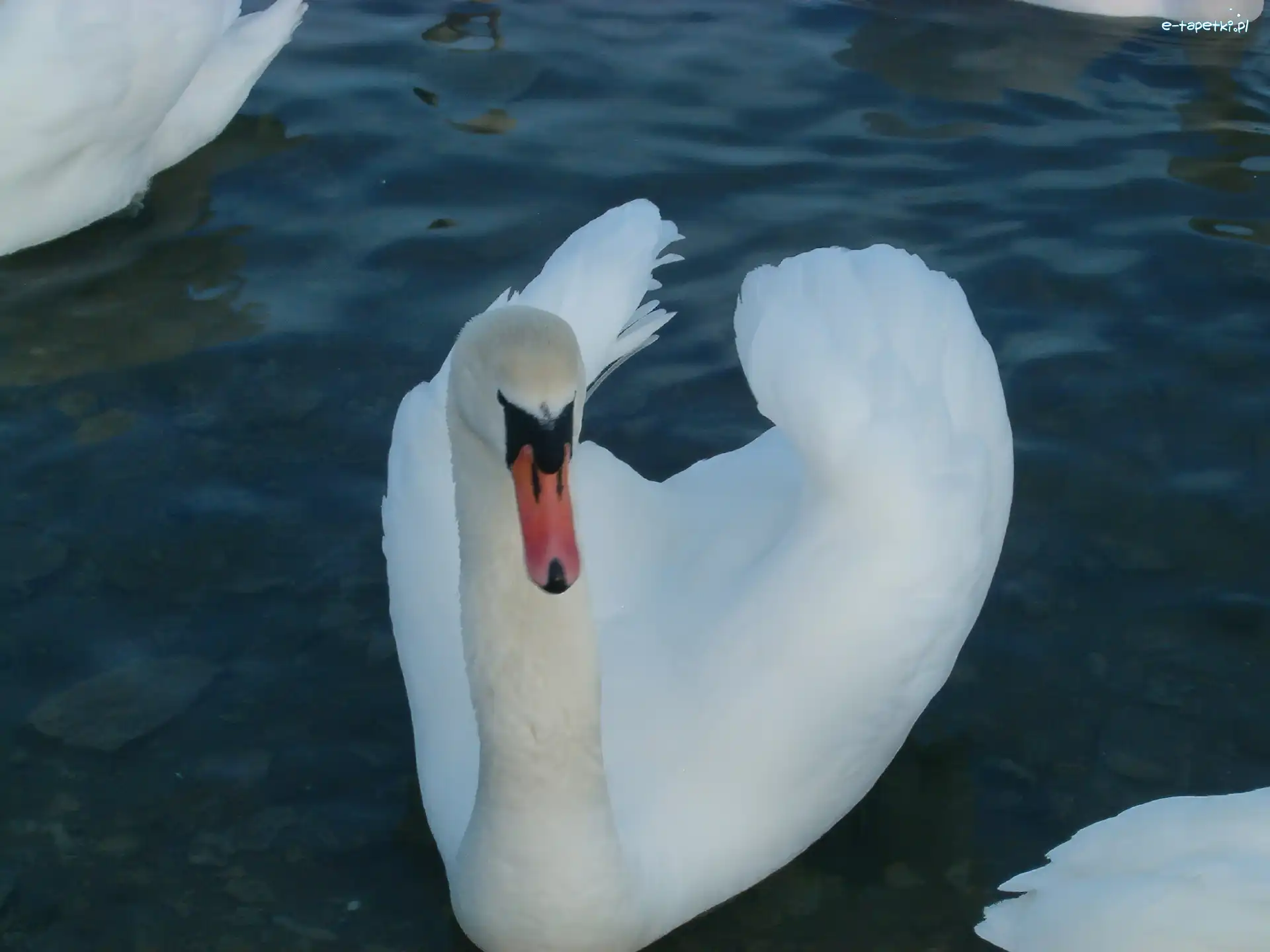Jezioro, Łabędź, Biały