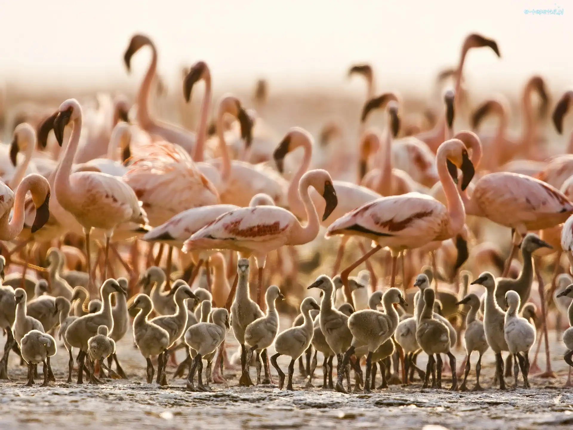Tanzania, Pisklęta, Flamingi