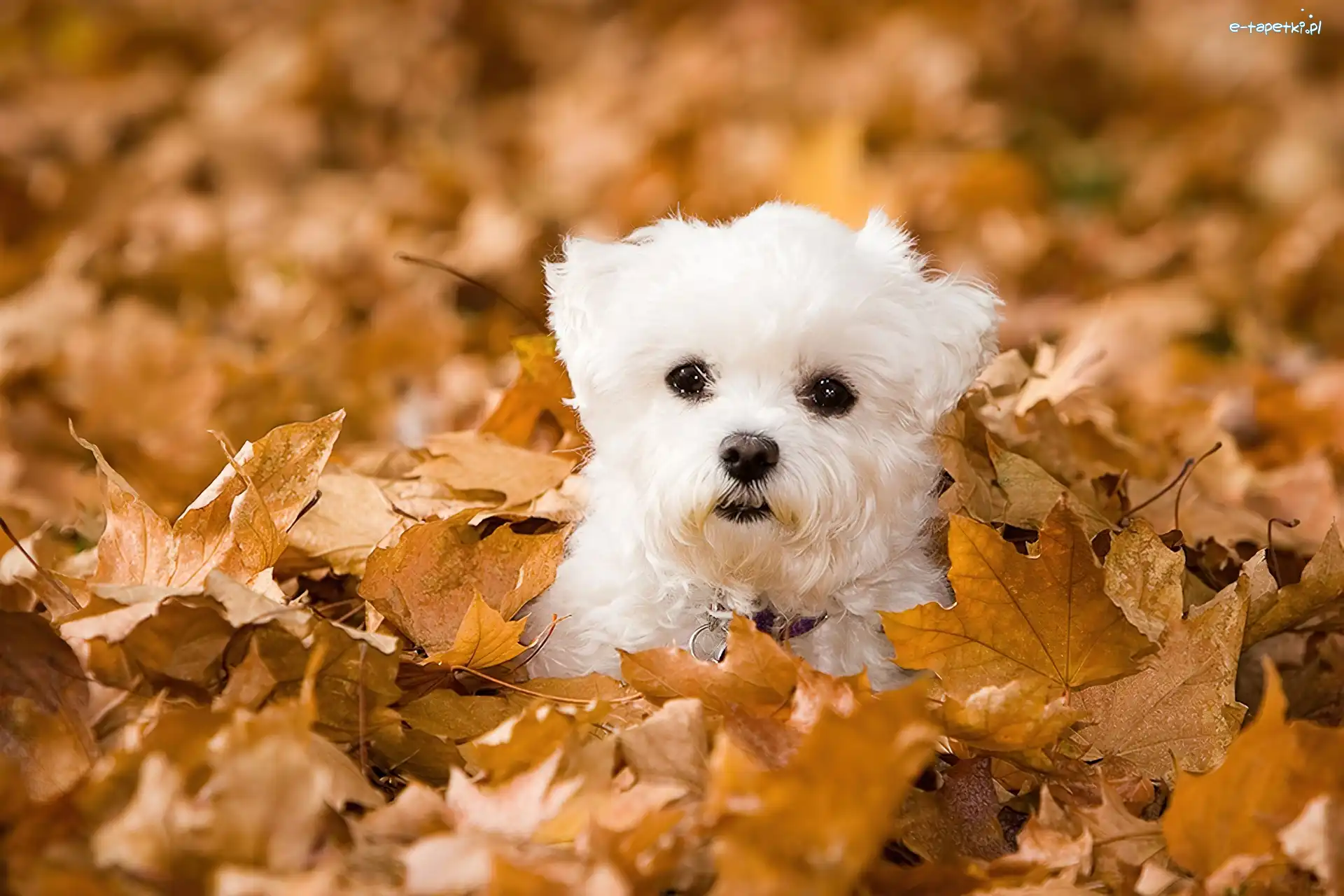 Liście, Bichon frise