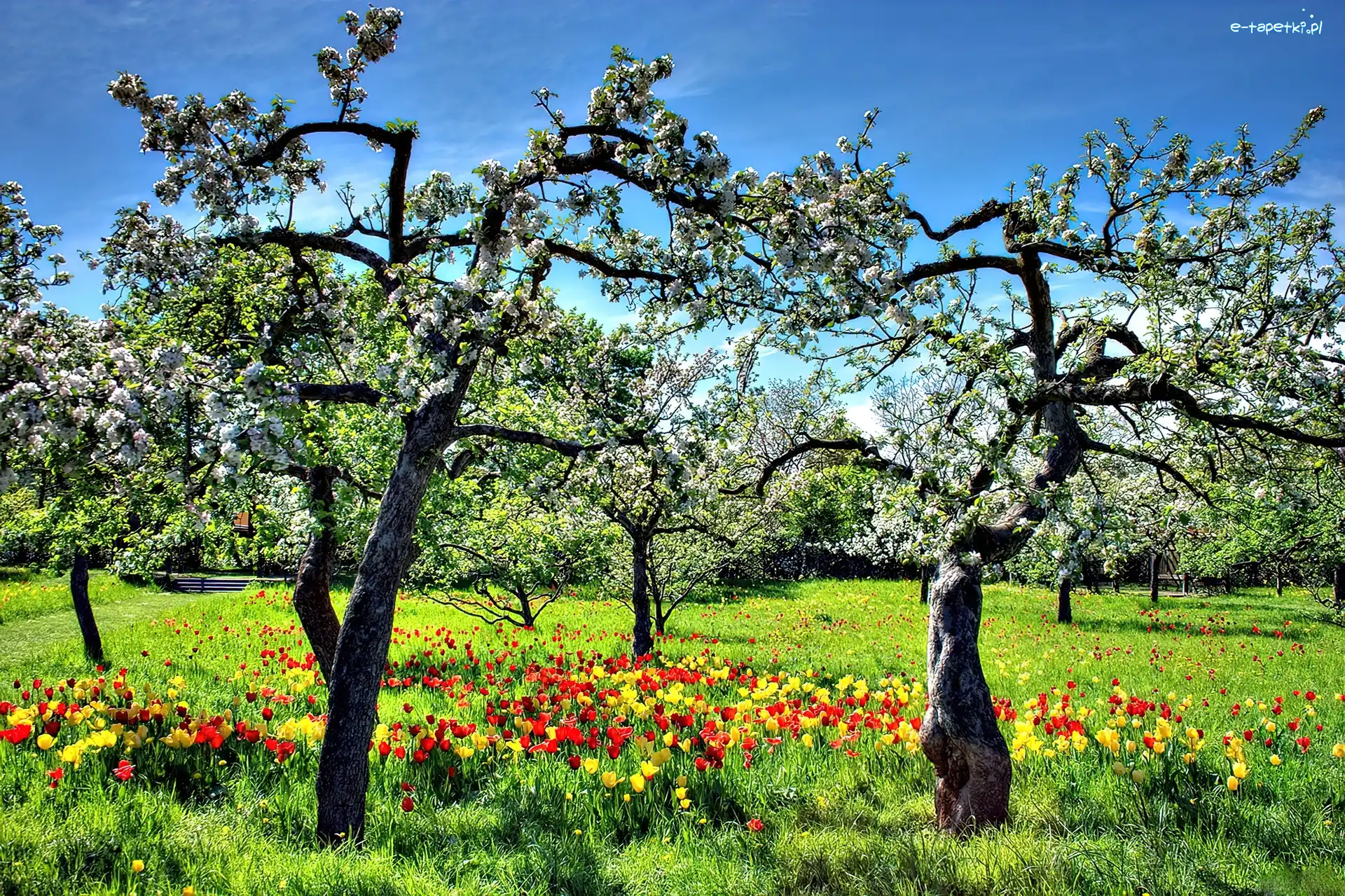 Trawa, Tulipany, Drzewa