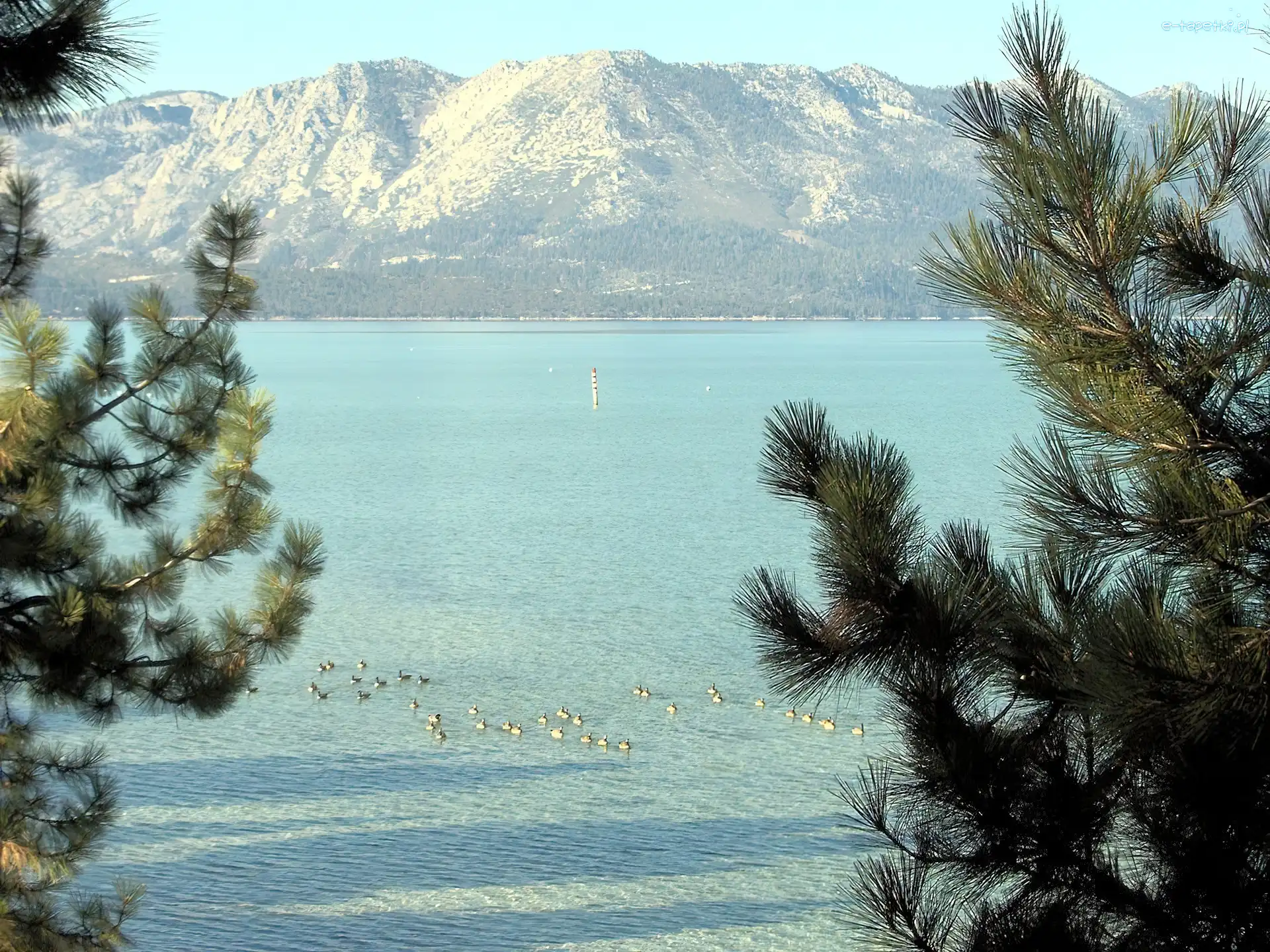 Jezioro, Gałązki, Góry, Kalifornia, Tahoe
