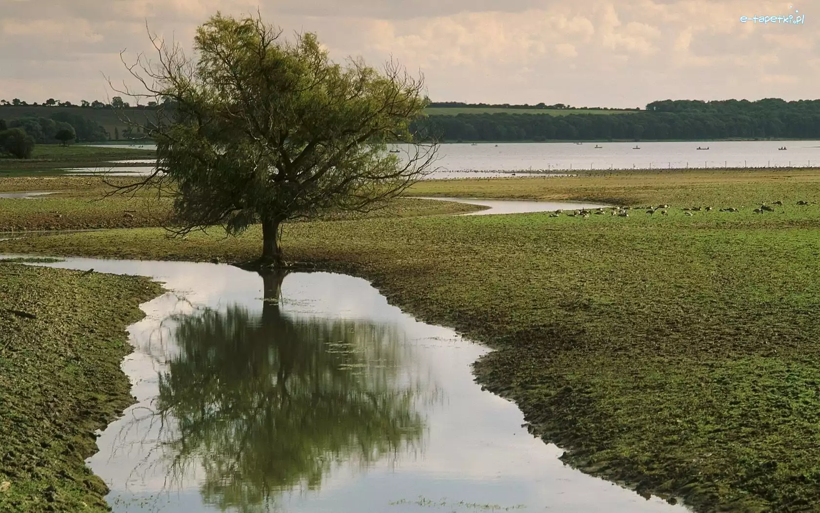 Łąka, Rzeka, Drzewo
