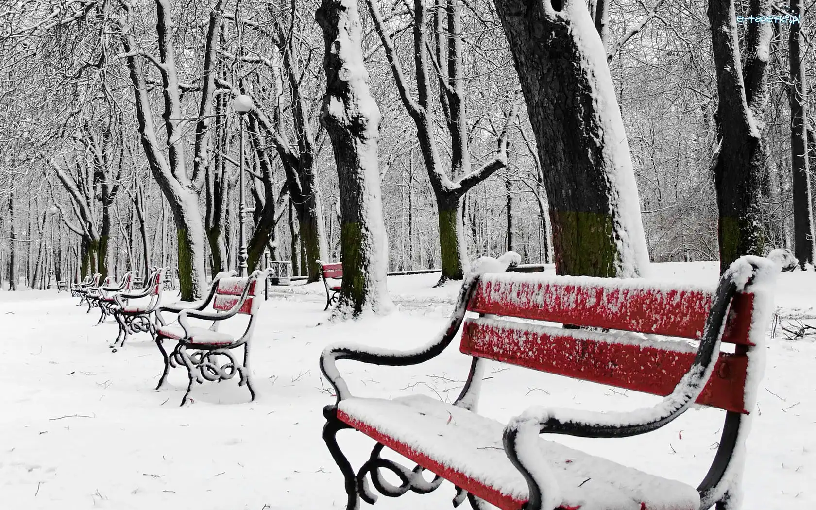 Drzewa, Zima, Ławki, Park