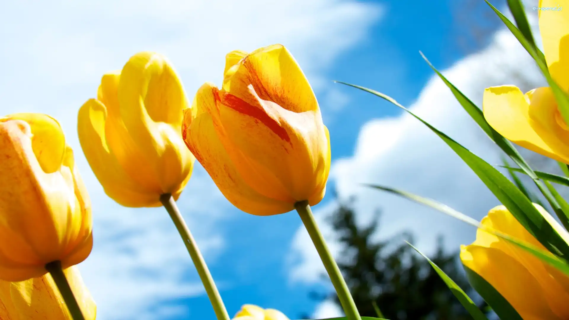 Niebo, Tulipany, Żółte