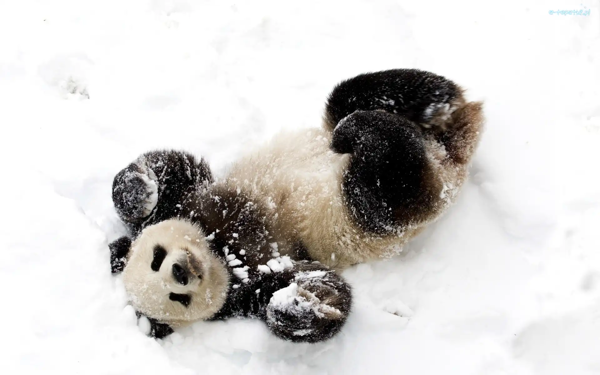 Panda, Zima, Śnieg, Miś