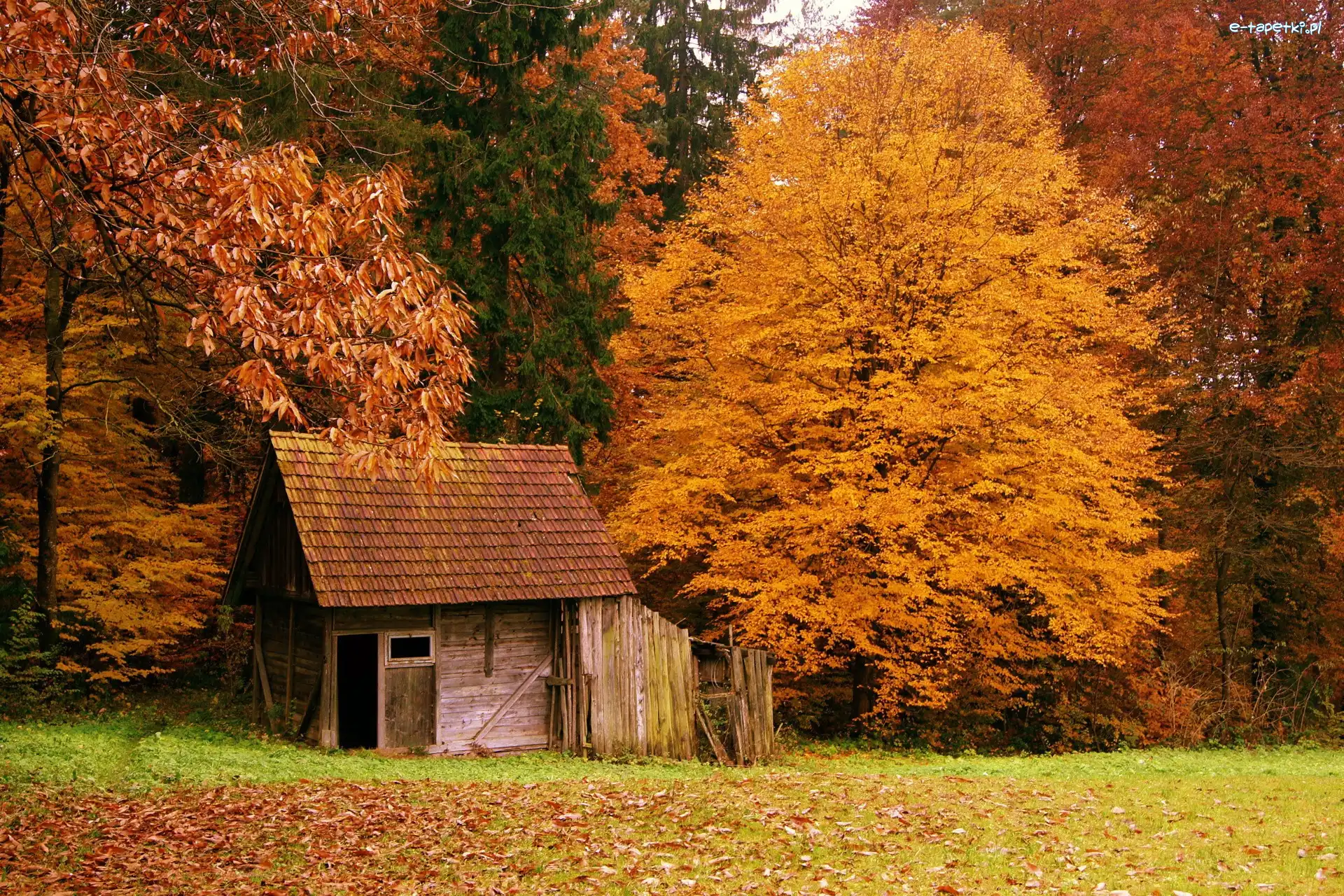 Domek, Jesień, Liście, Las