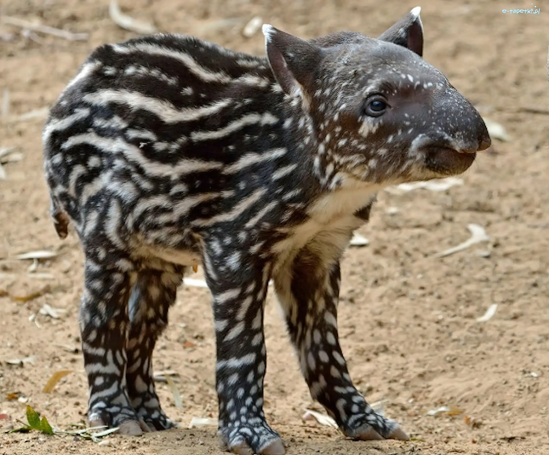 Tapir, Młody