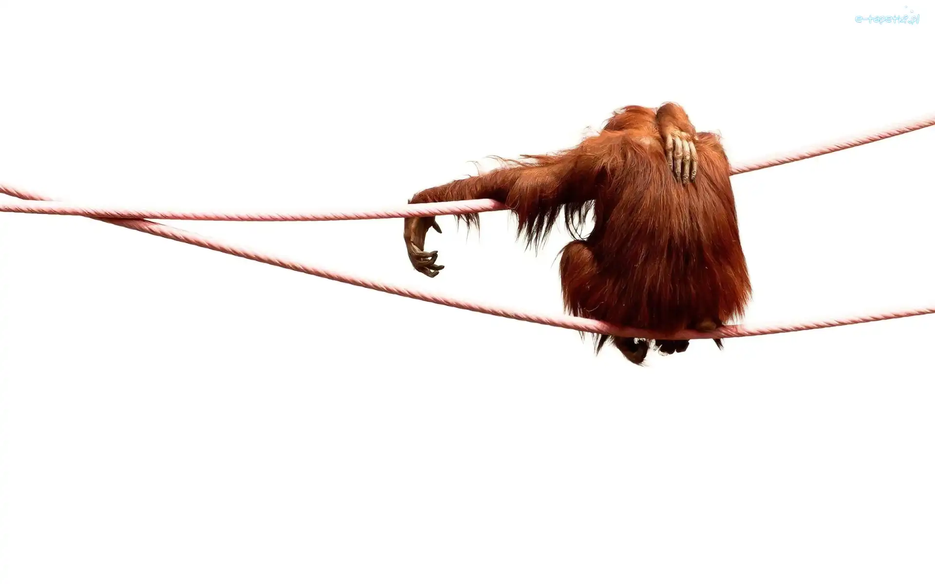 Lina, Orangutan, Małpa