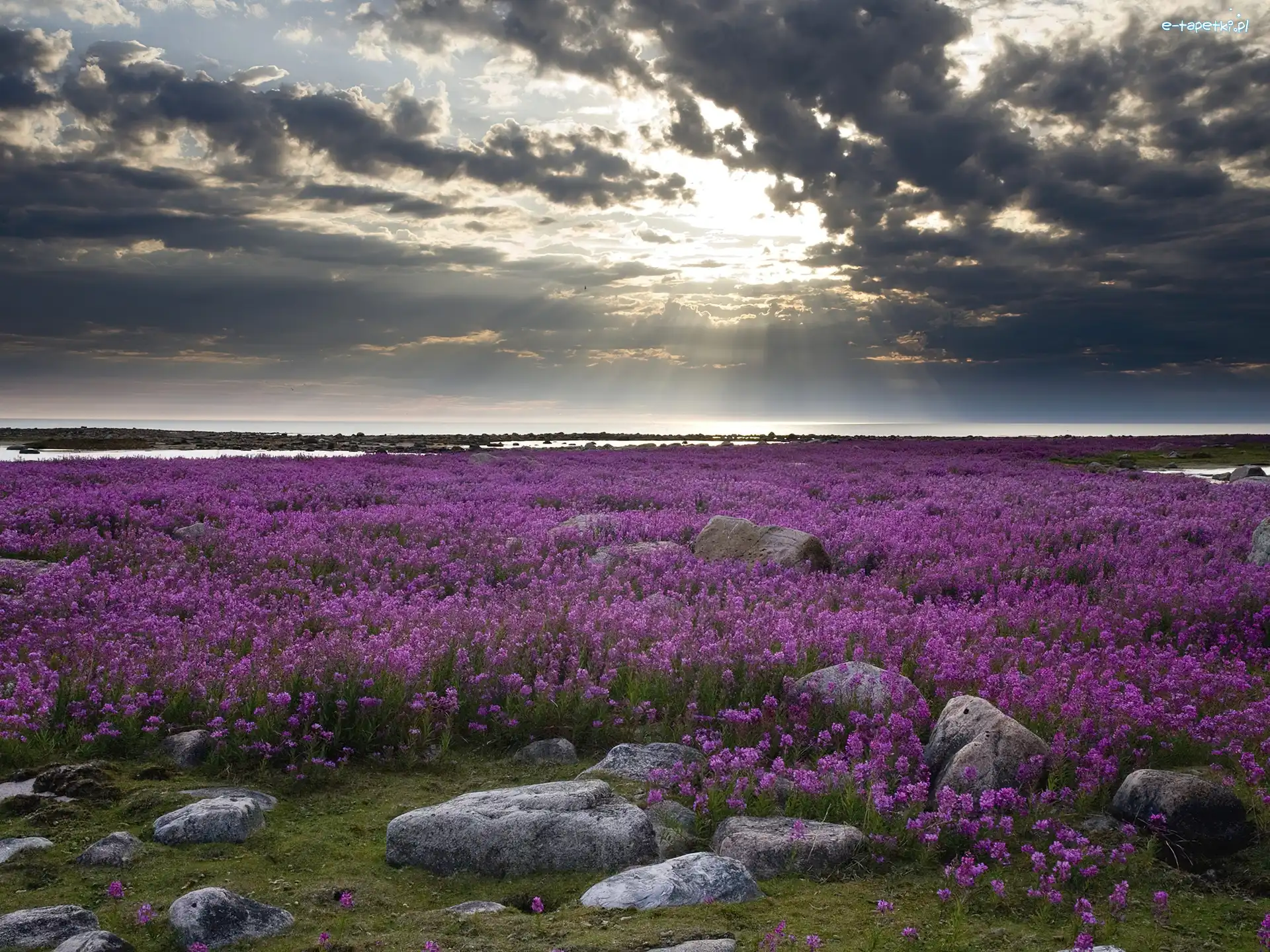 Fireweed, Ognisty, Kwitnący, Hudson Bay, Chwast