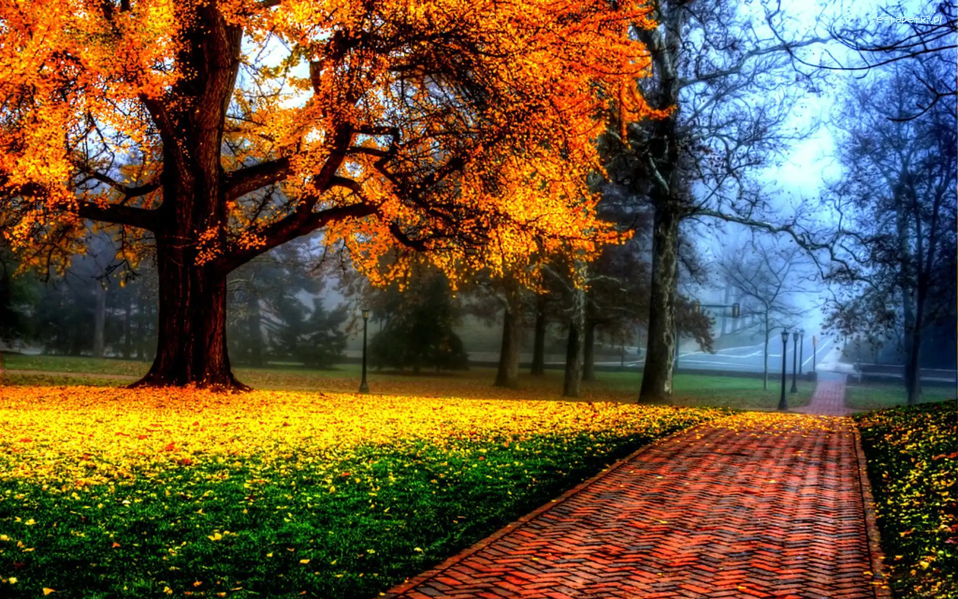 Park, Drzewa, Alejka, Jesień, Liście