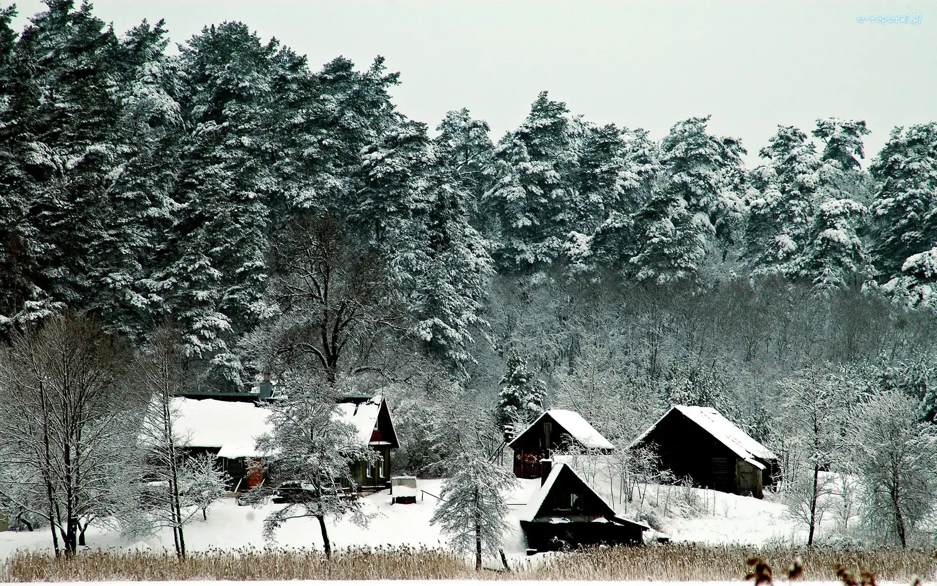 Budynki, Zima, Drzewa, Las