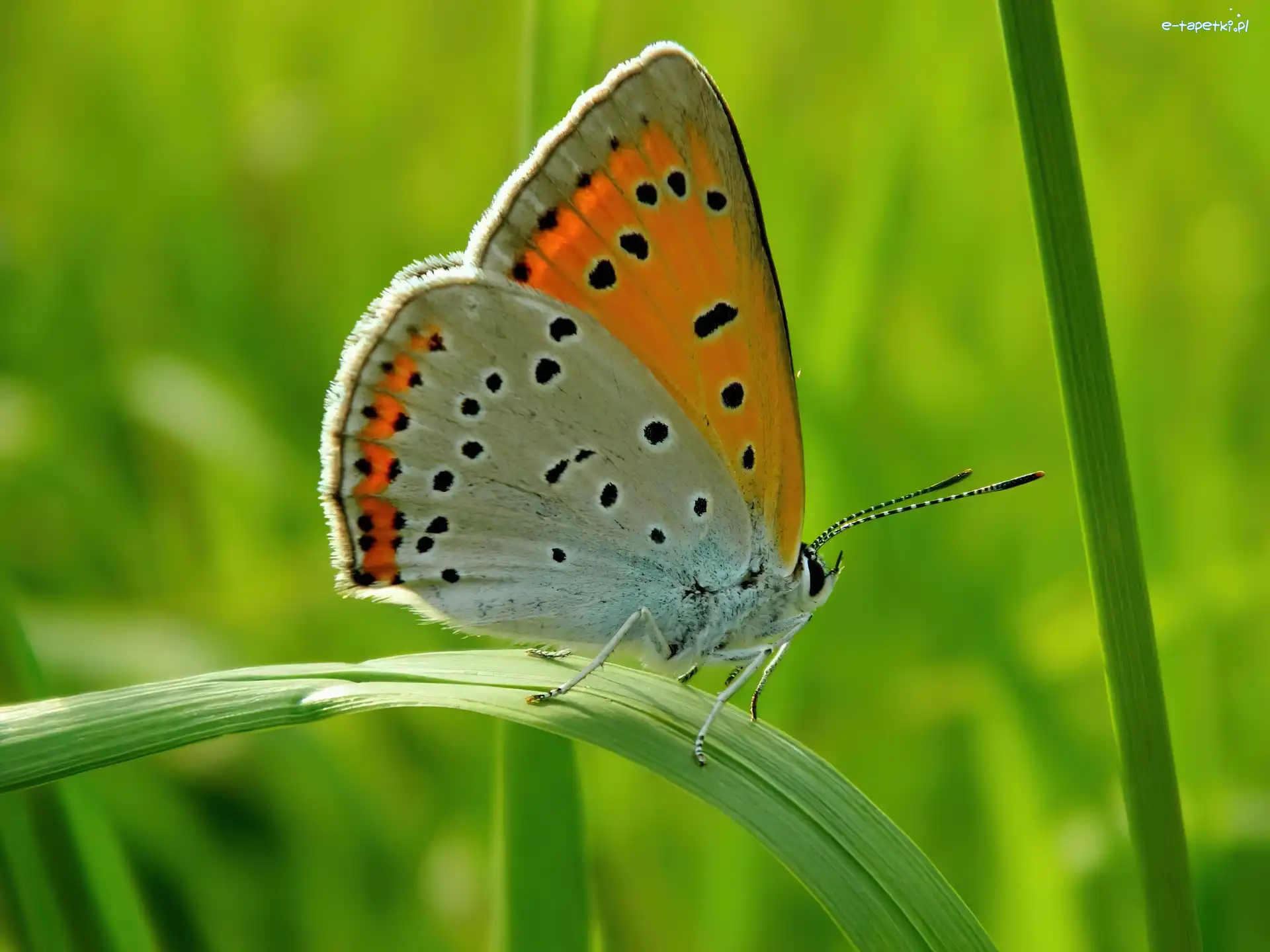 Liście, Kwiaty, Motyl