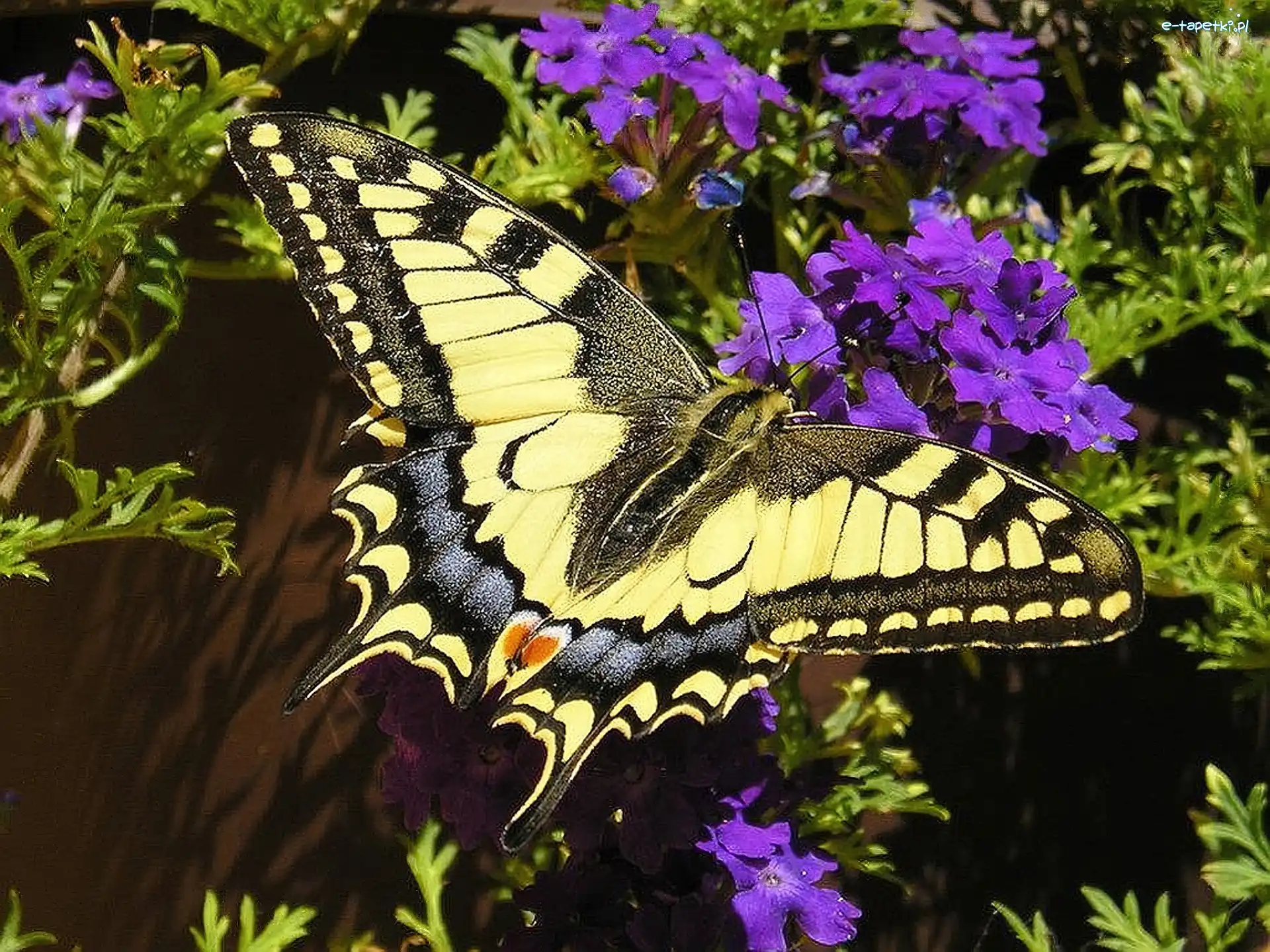 Kwiatuszki, Fioletowe, Motyl