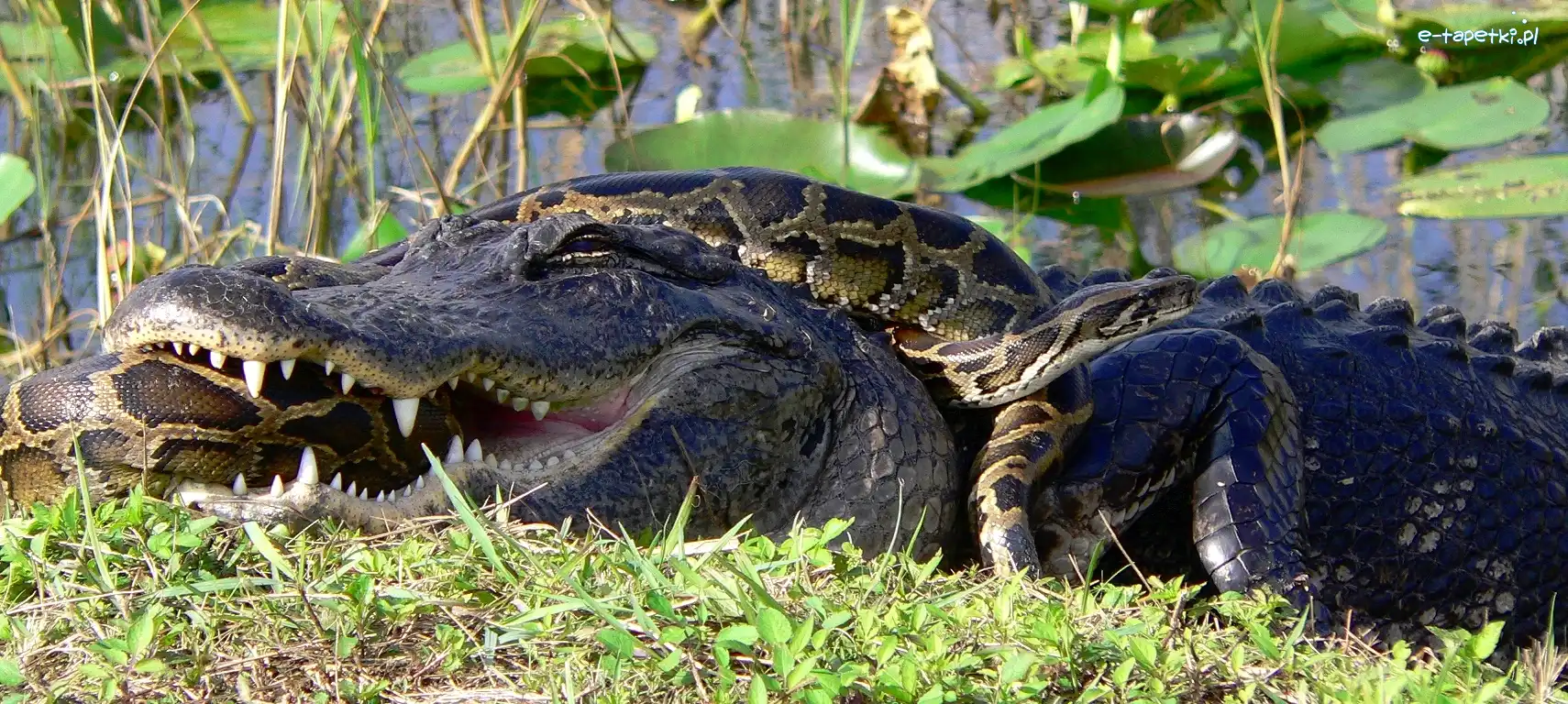 Pyton, Aligator, Starcie