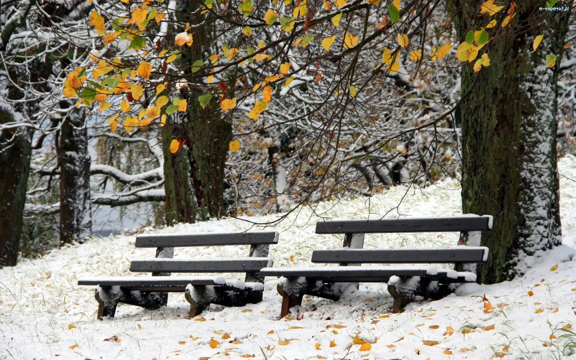 Drzewa, Zima, Ławki, Park