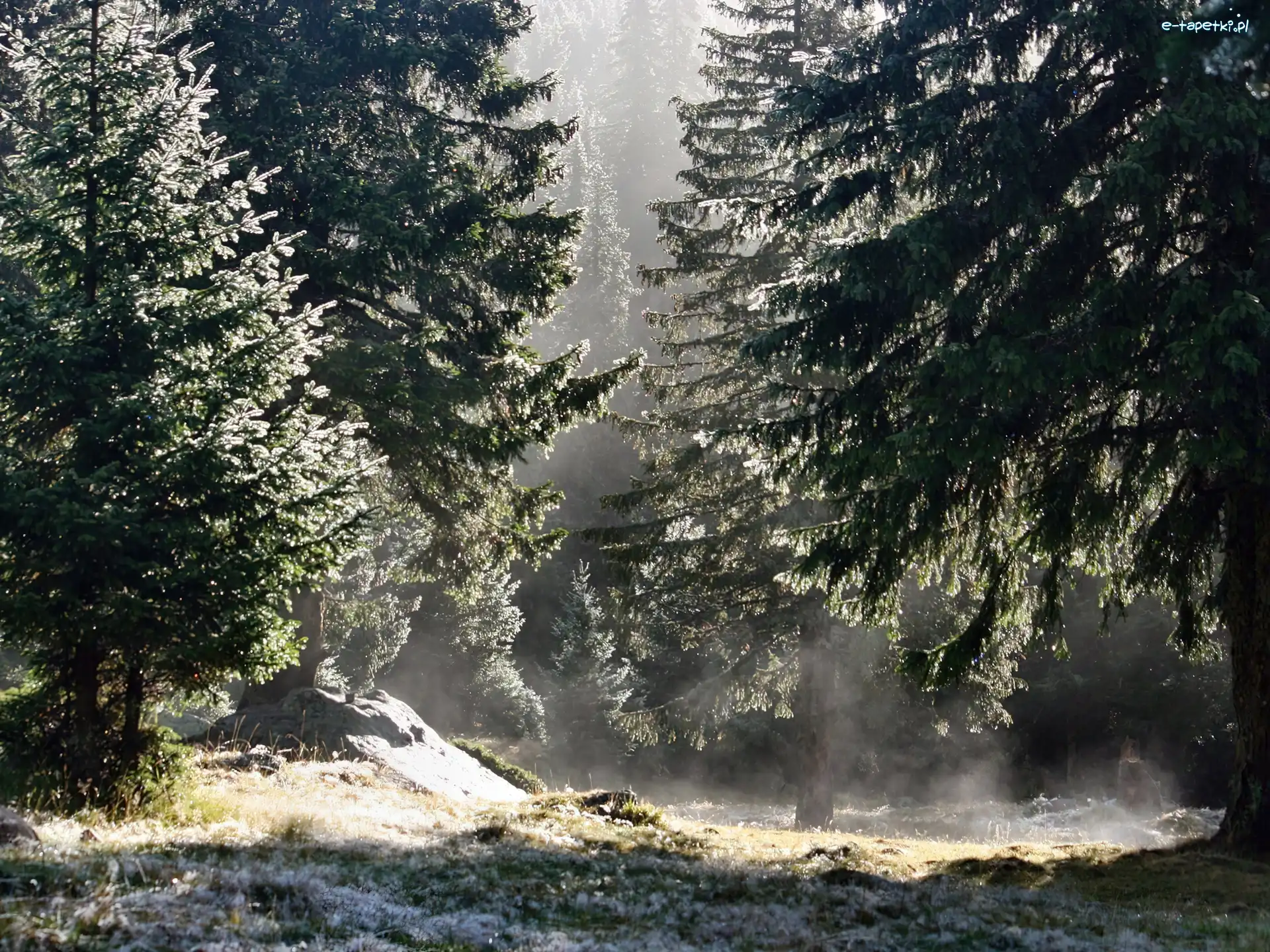 Poranek, Śnieg, Pierwszy, Las