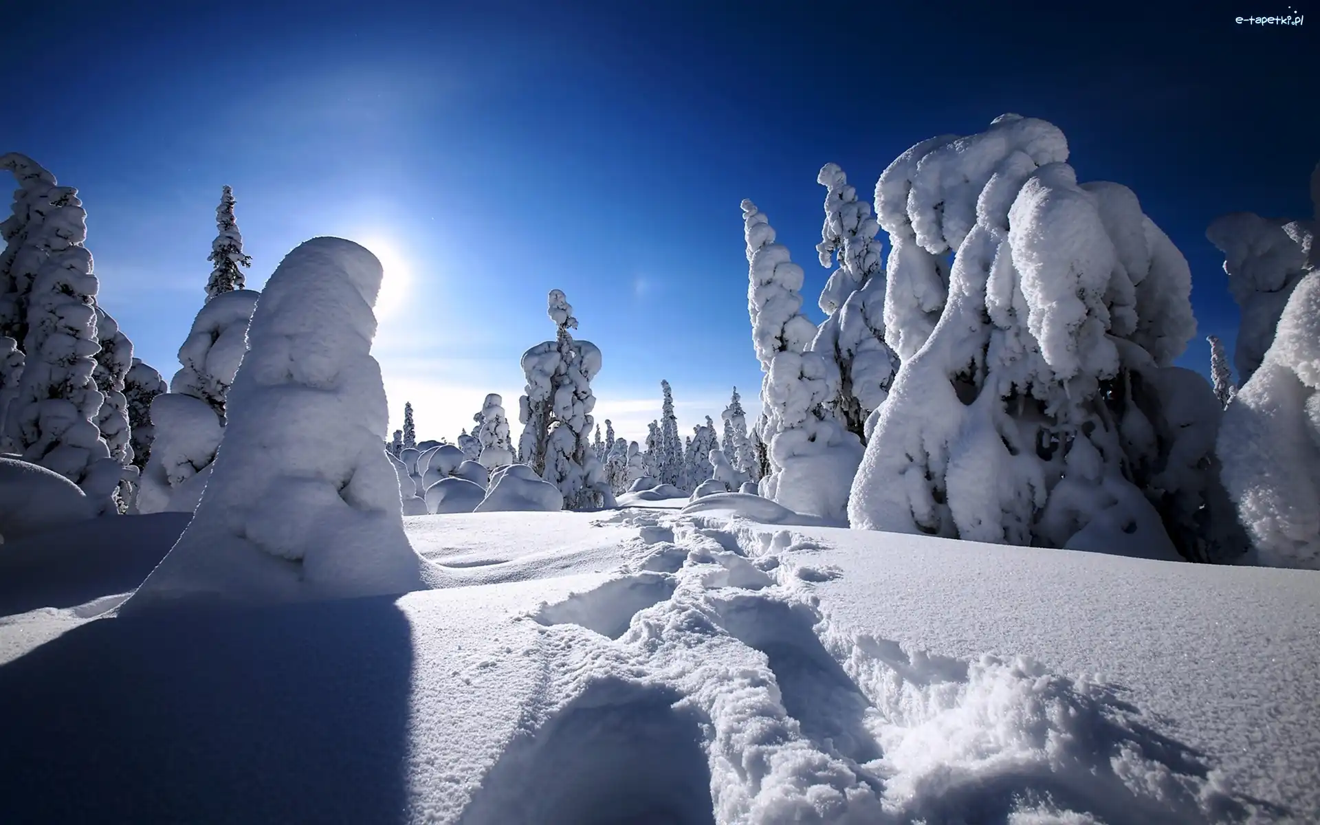 Niebo, Śnieg, Choinki
