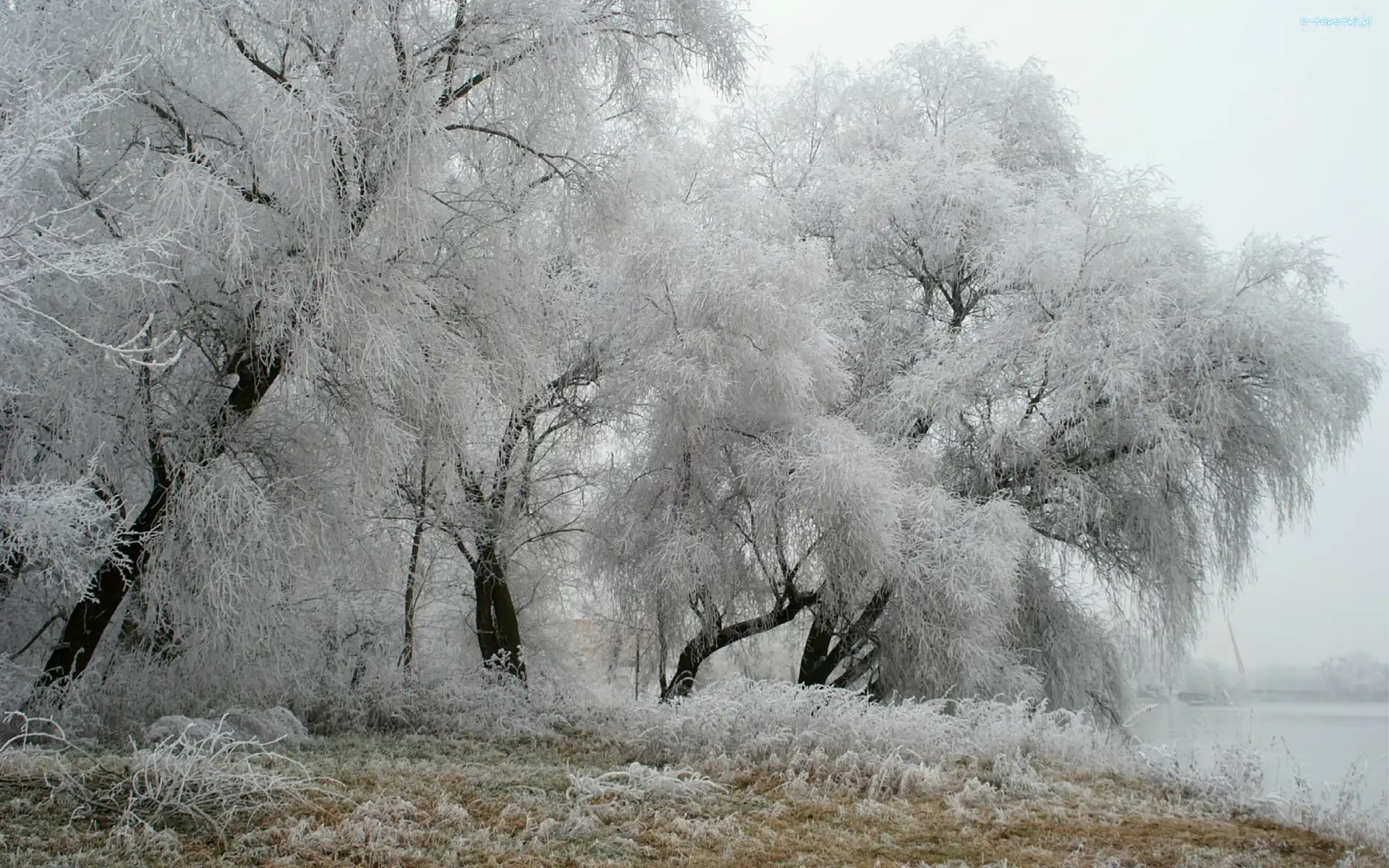 Szadź, Zima, Drzewa