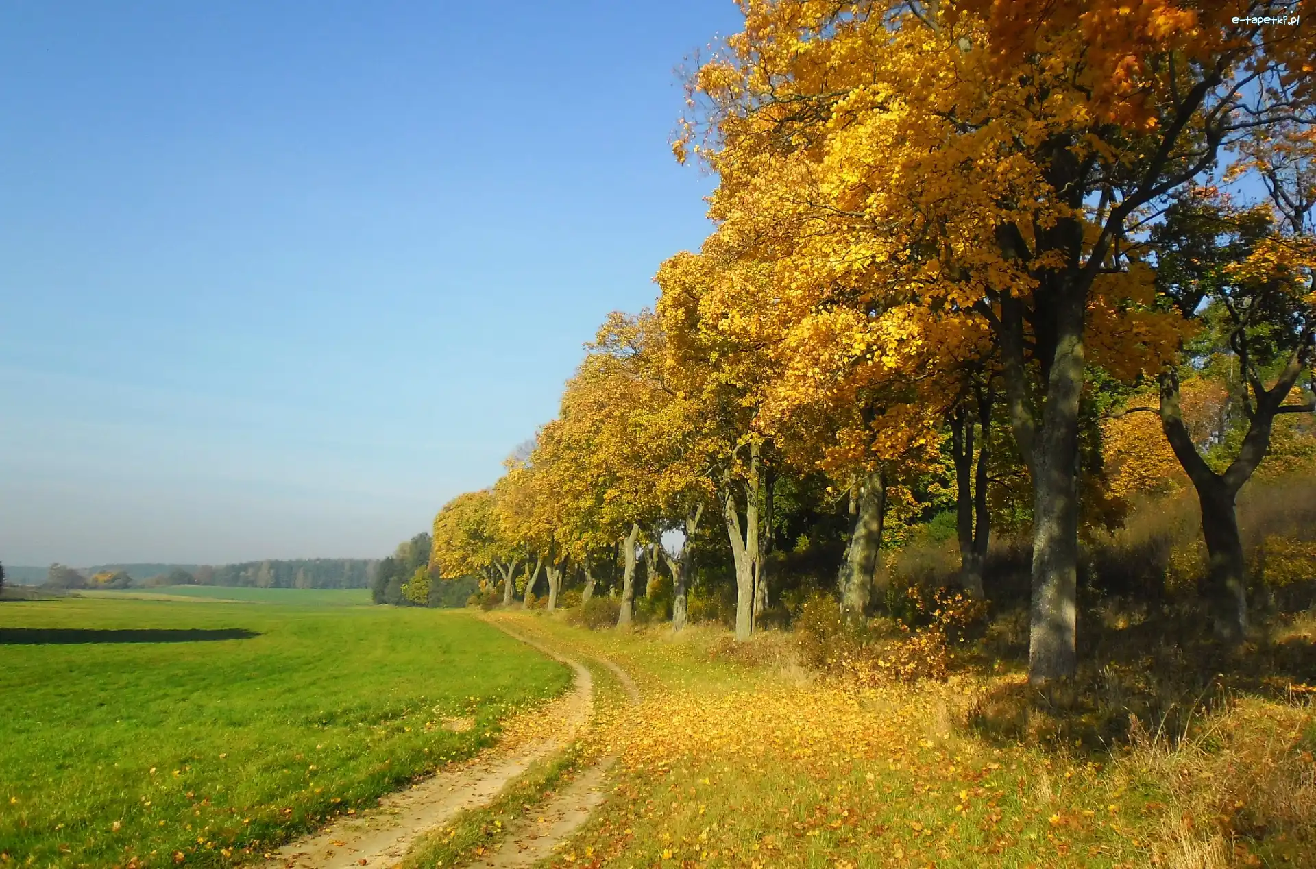Droga, Jesień, Drzewa, Polna