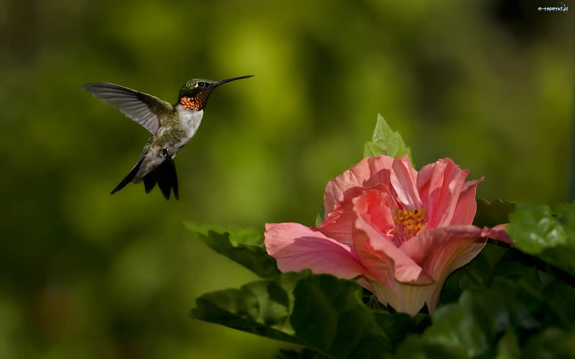 Hibiskus, Kwiat, Koliber