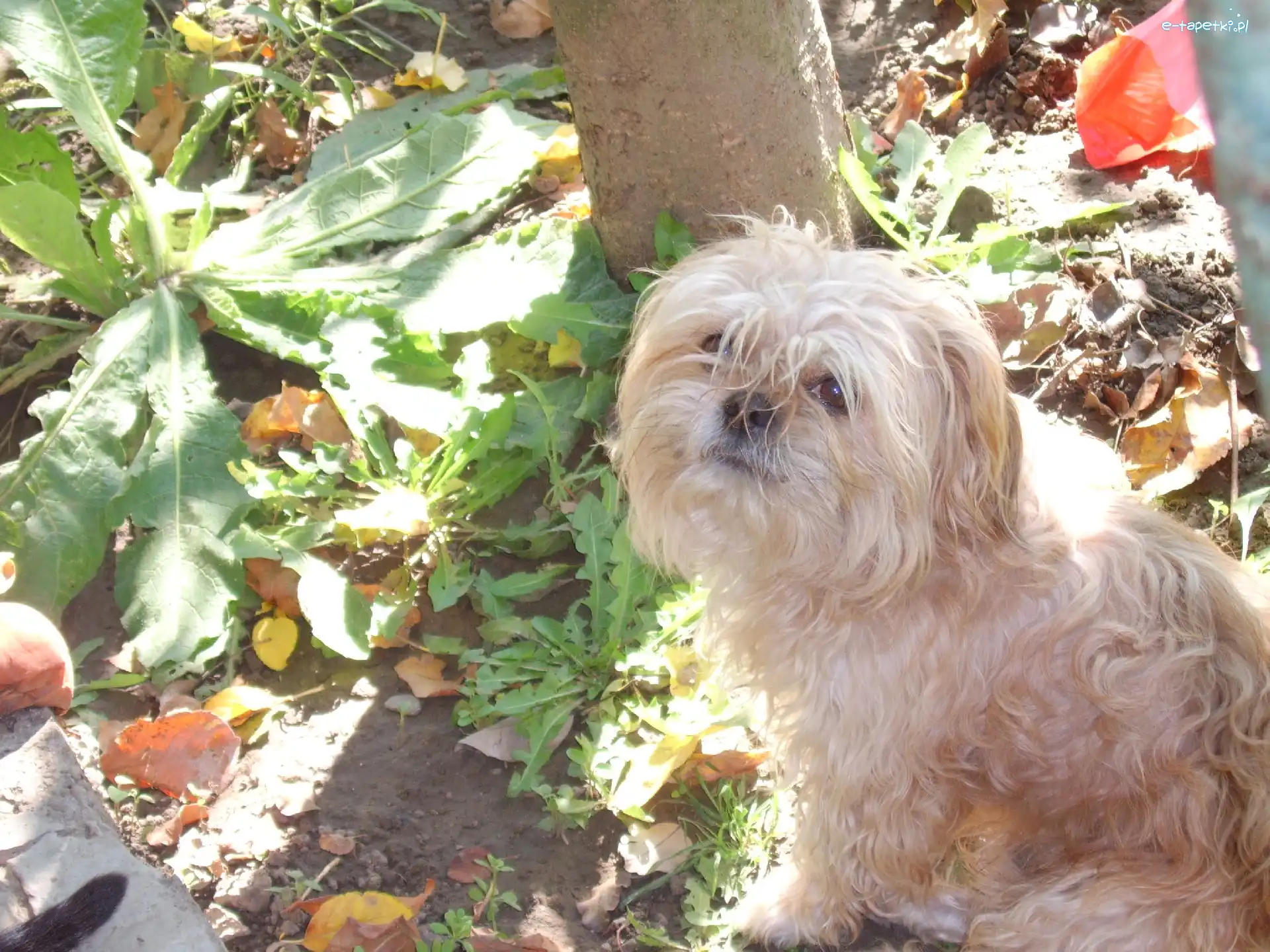 Zieleń, Bichon, Piesek