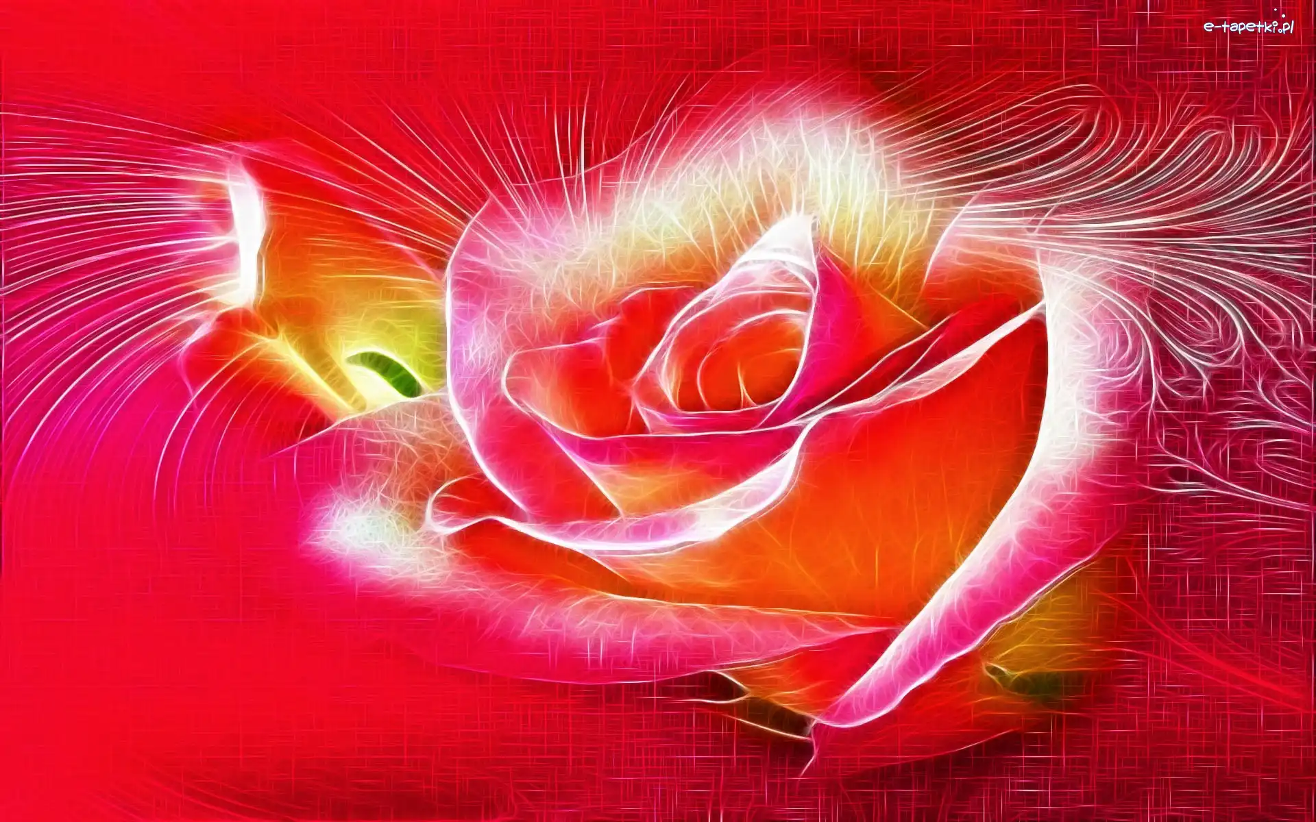 Róża, Fractalius, Grafika, Kwiat