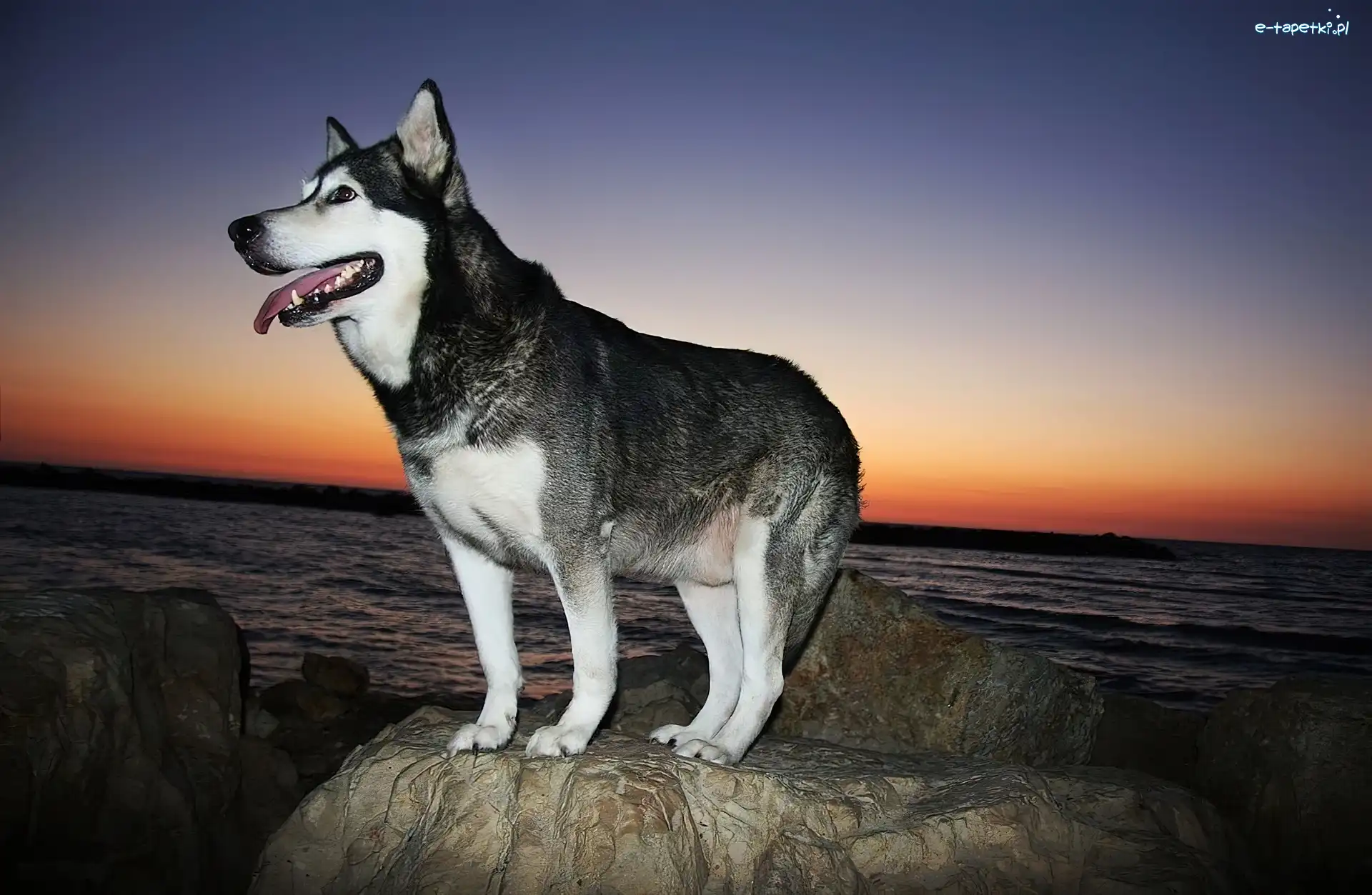 Skała, Zachód Słońca, Morze, Siberian Husky