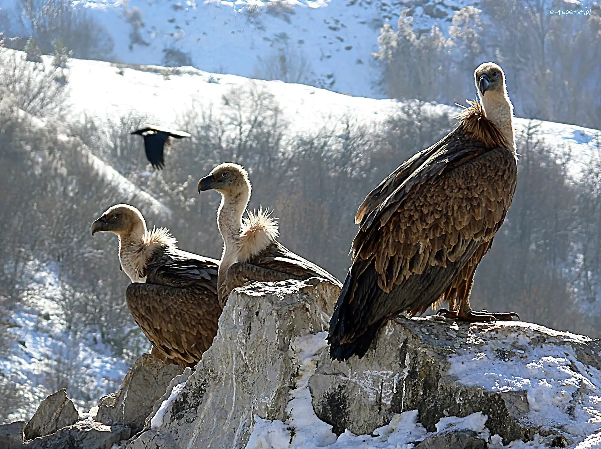 Góry, Sępy