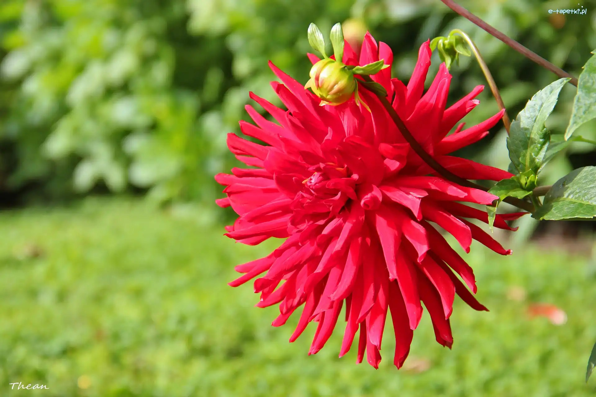 Dalia, Czerwona