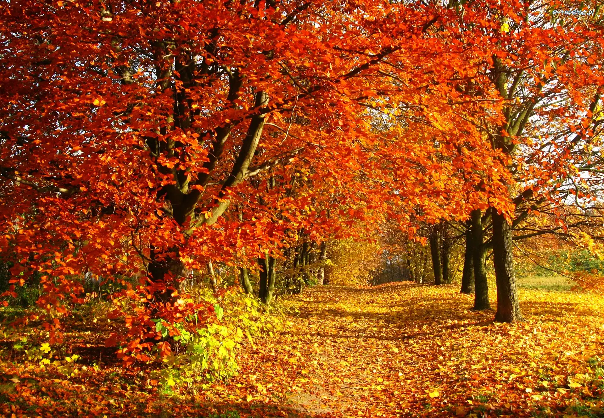 Park, Liście, Jesień, Drzewa, Droga