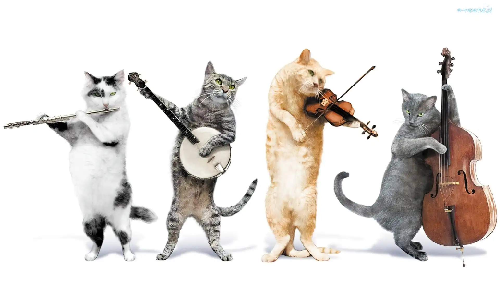Instrumenty, Orkiestra, Kocia