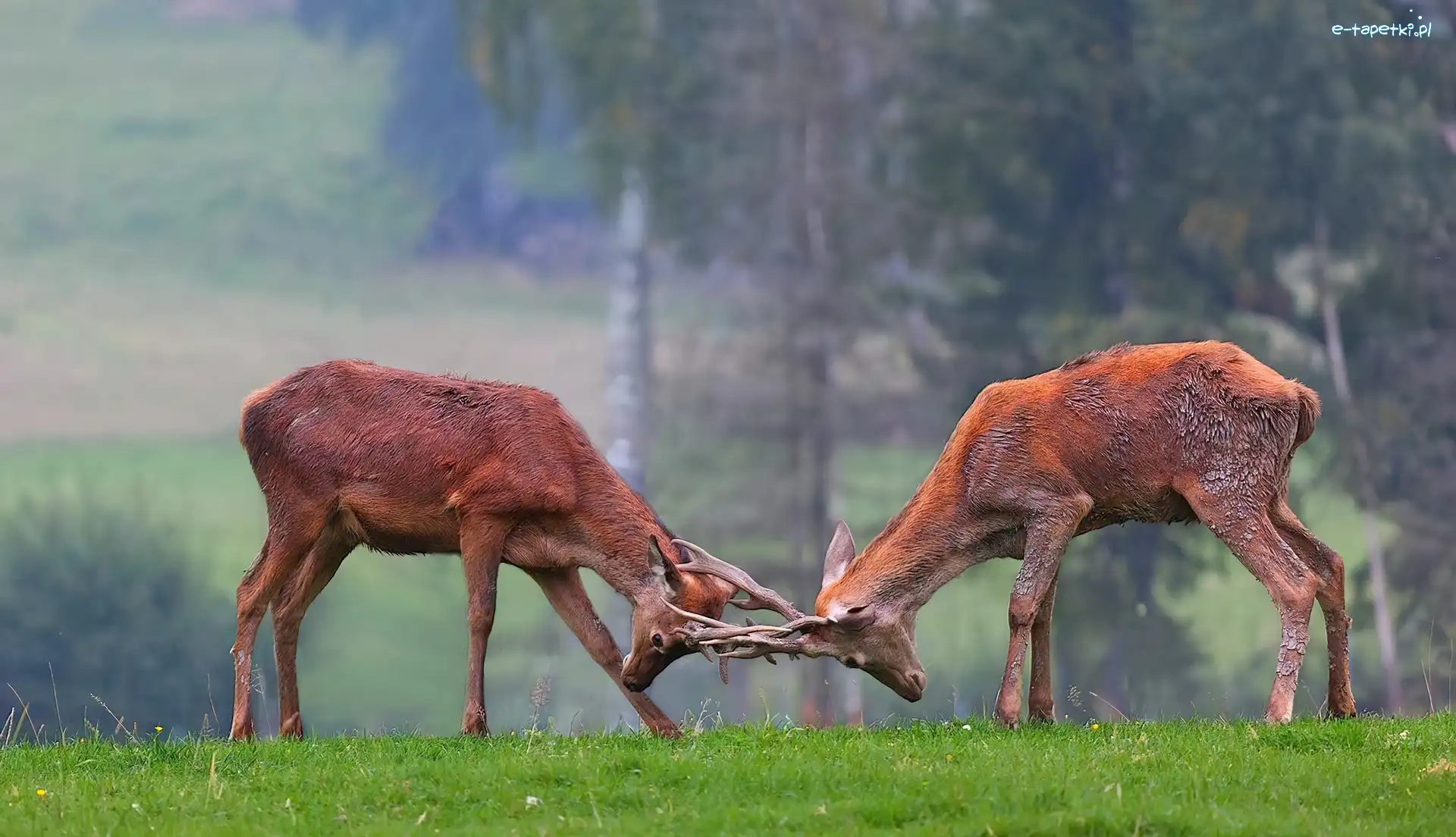 Walka, Rykowisko, Jelenie