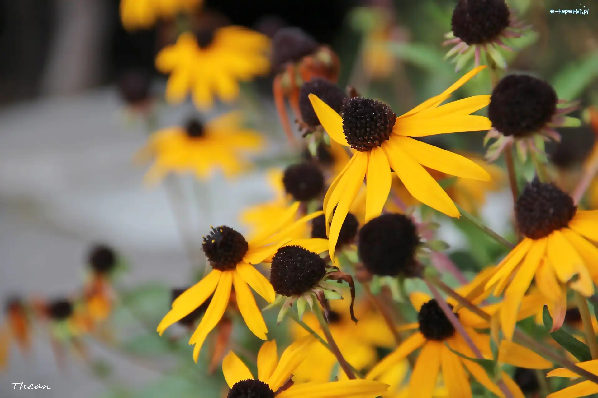 Kwiaty, Żółte, Rudbekia