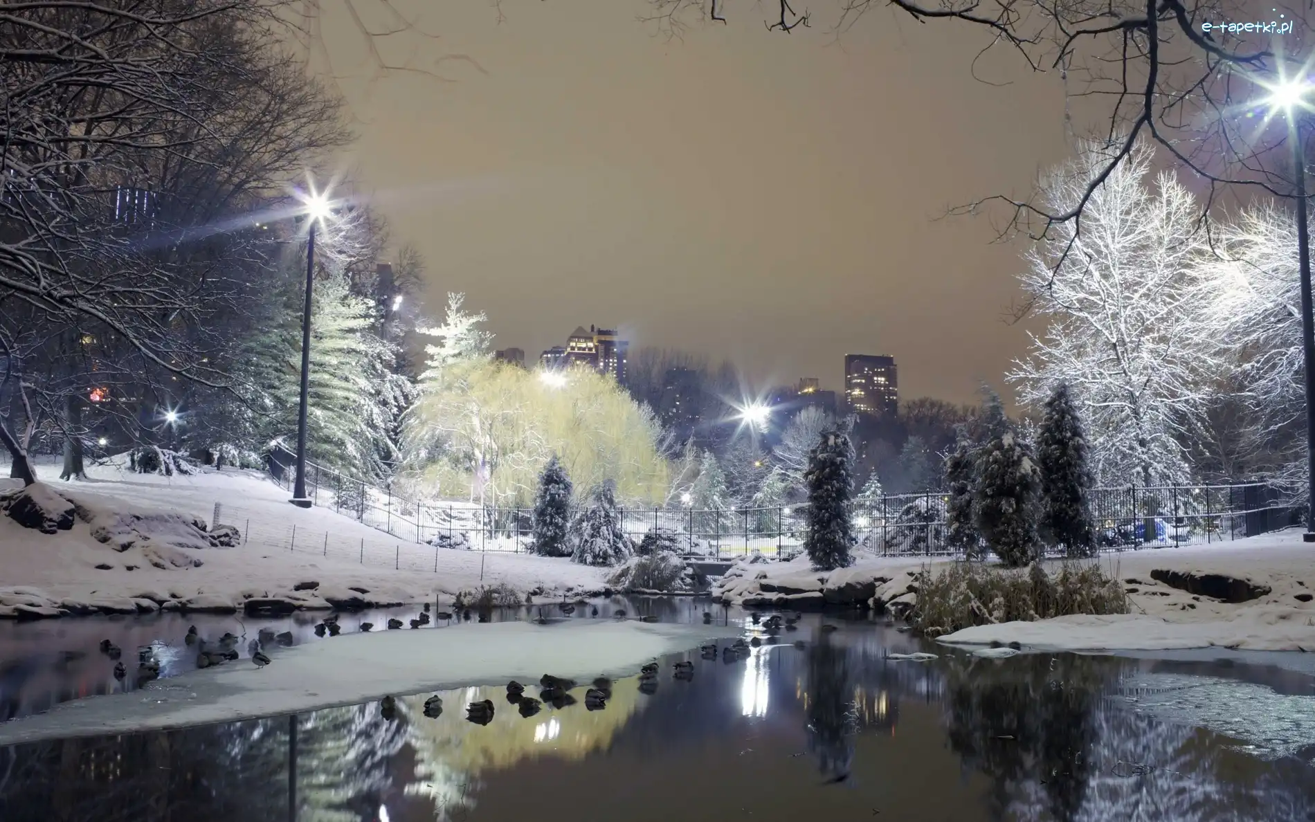 Staw, Park, Zima
