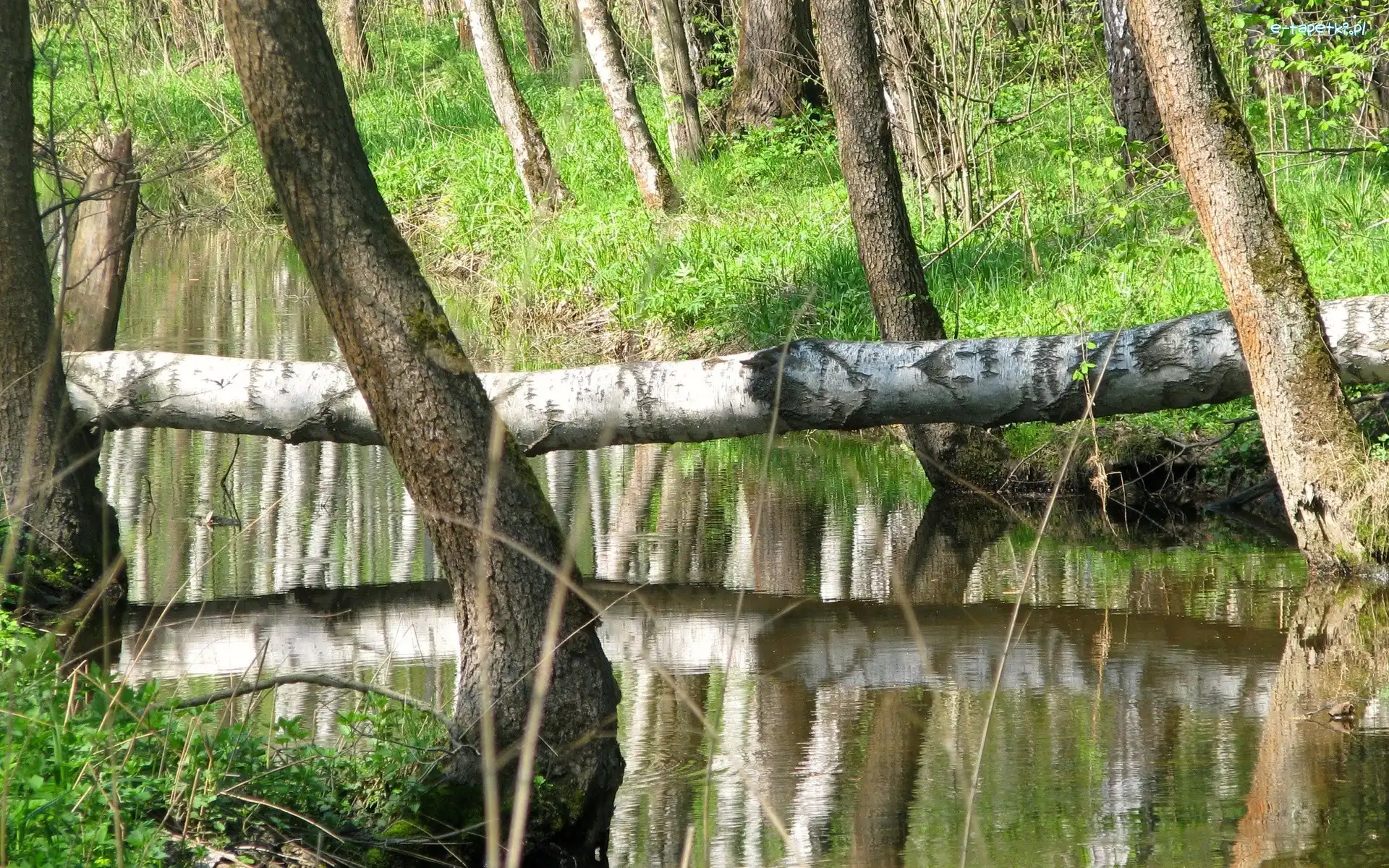 Rzeka, Trawa, Drzewa
