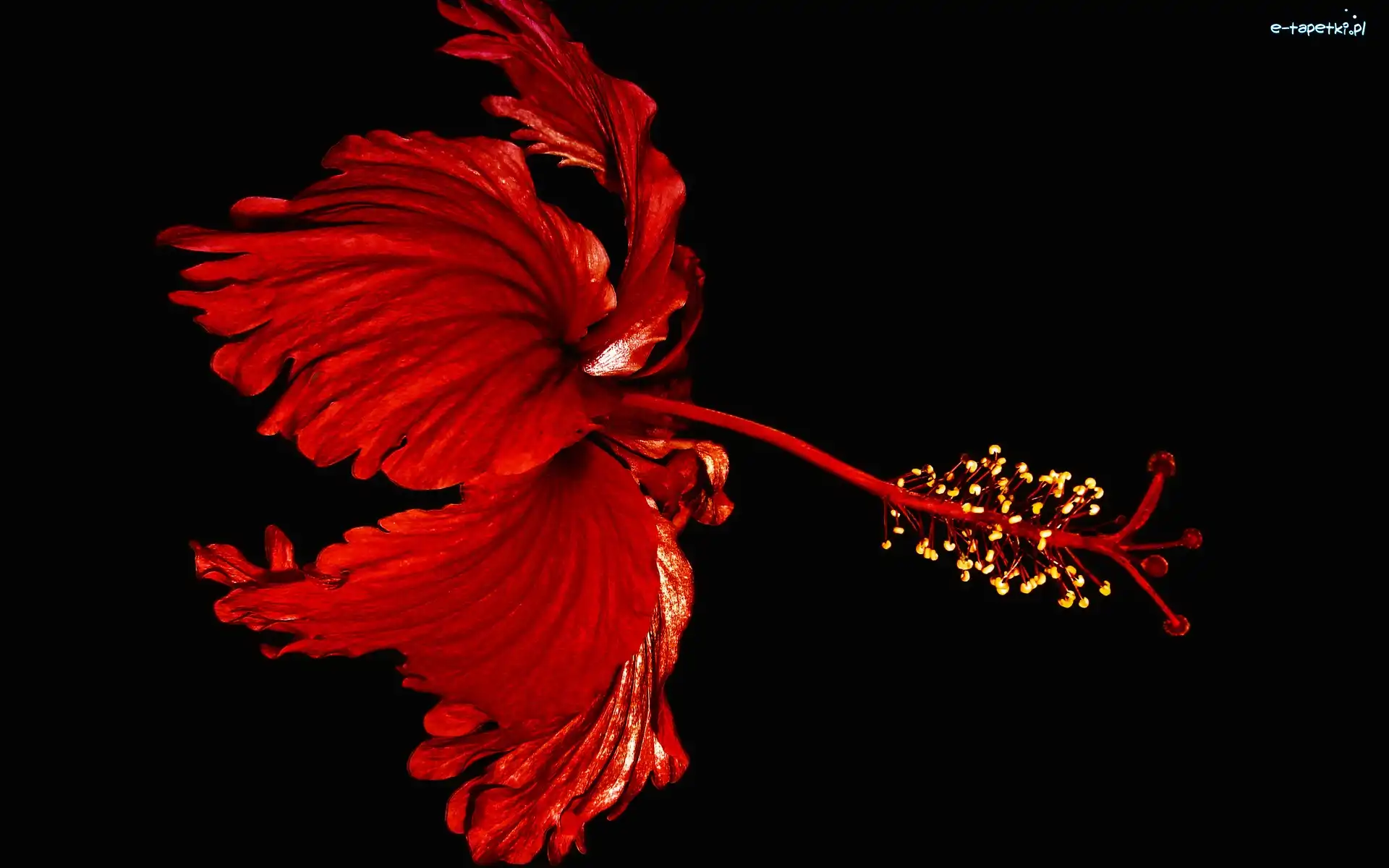 Hibiskus, Czerwony, Kwiat