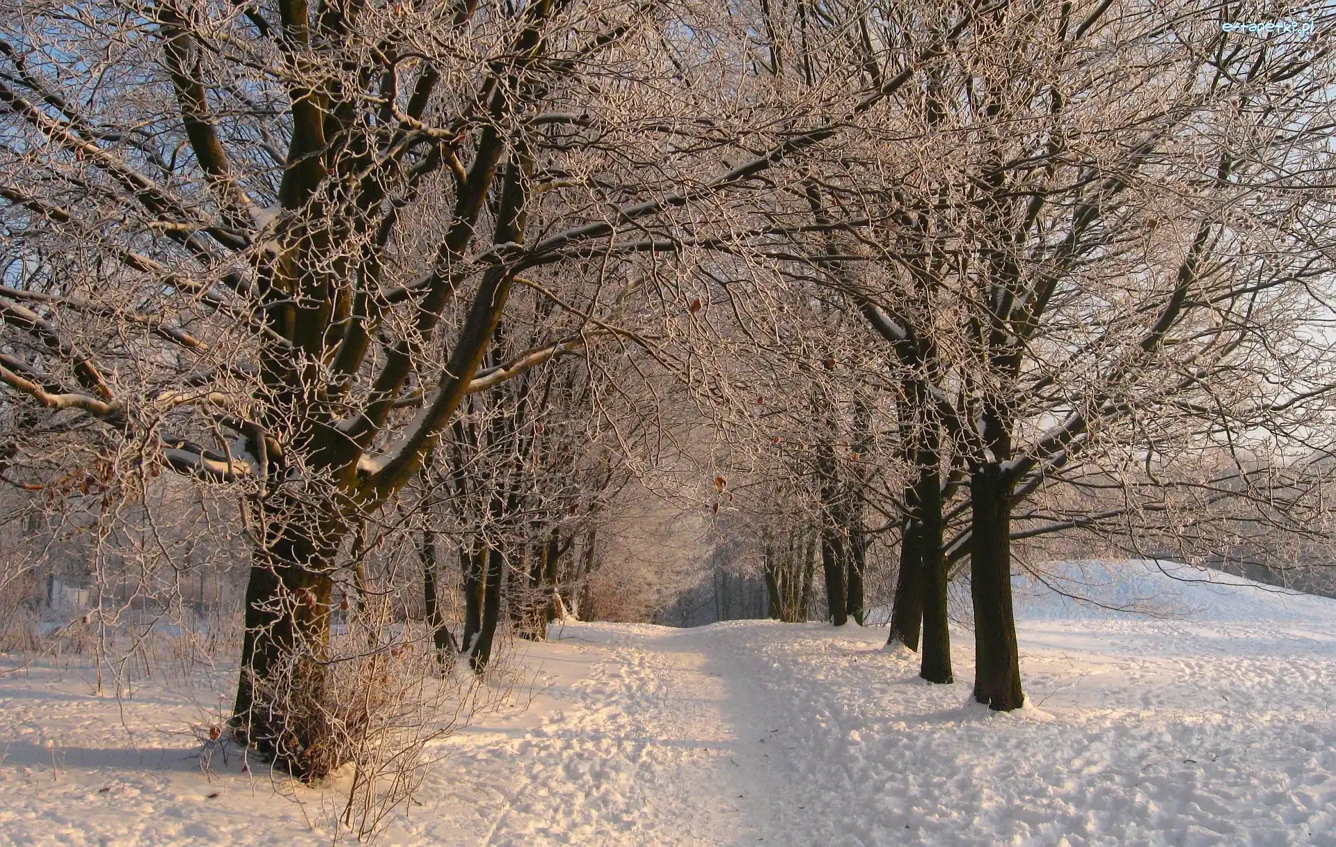 Park, Śnieg, Drzewa, Zima