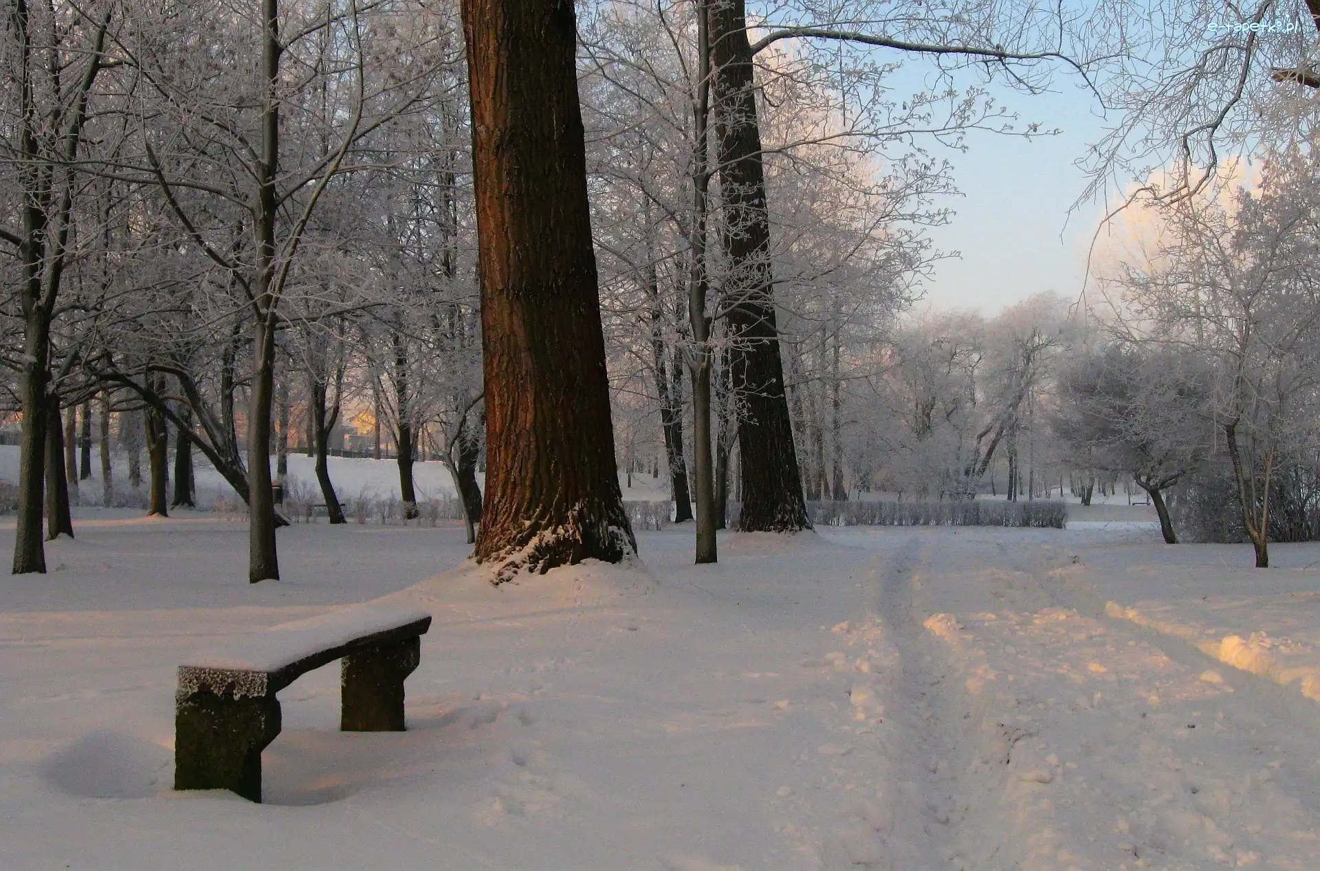 Zima, Drzewa, Park, Śnieg, Ławka