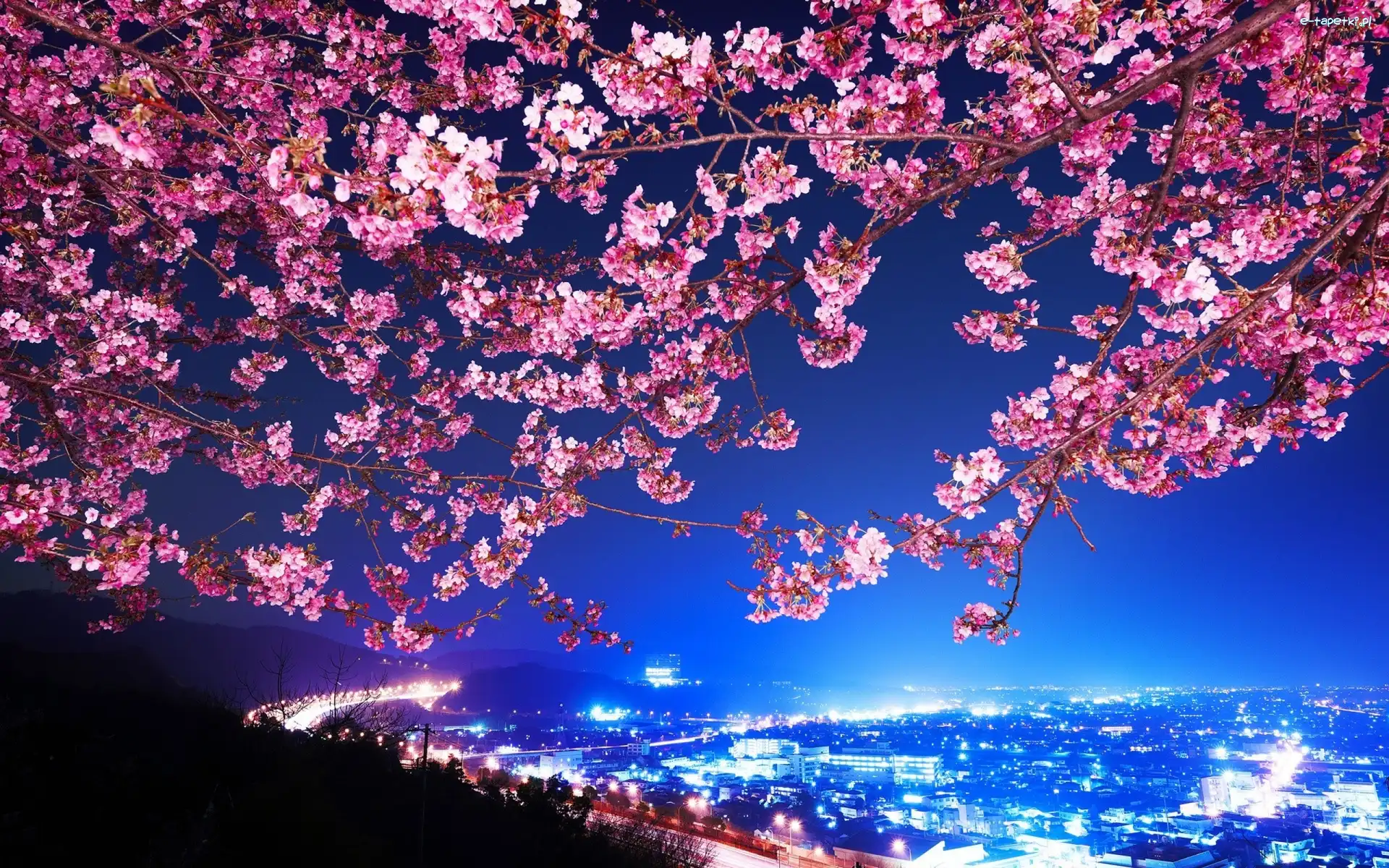 Wiśnia, Nocą Japonia, Miasto, Kwitnąca