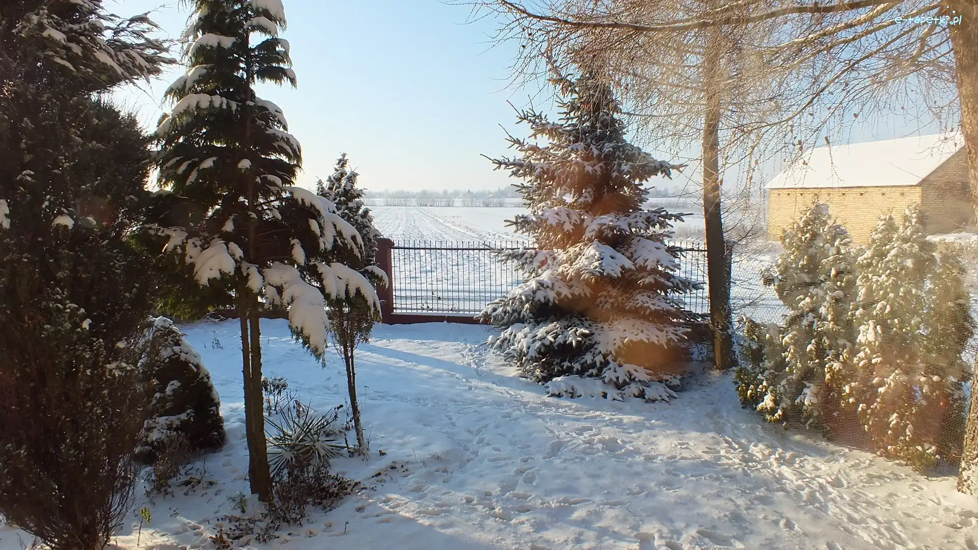 Płot, Śnieg, Drzewa