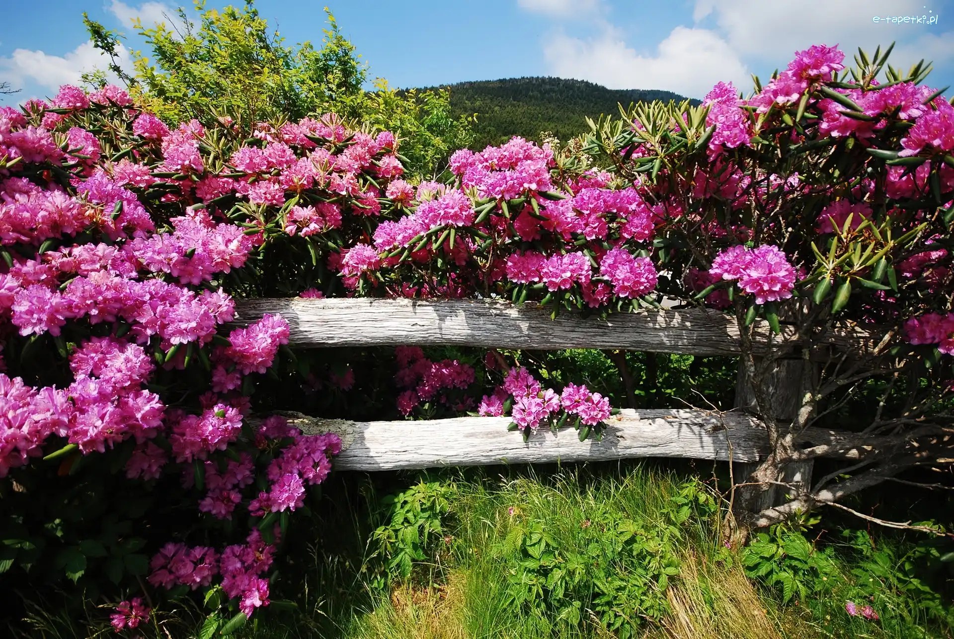 Rododendron, Płotek