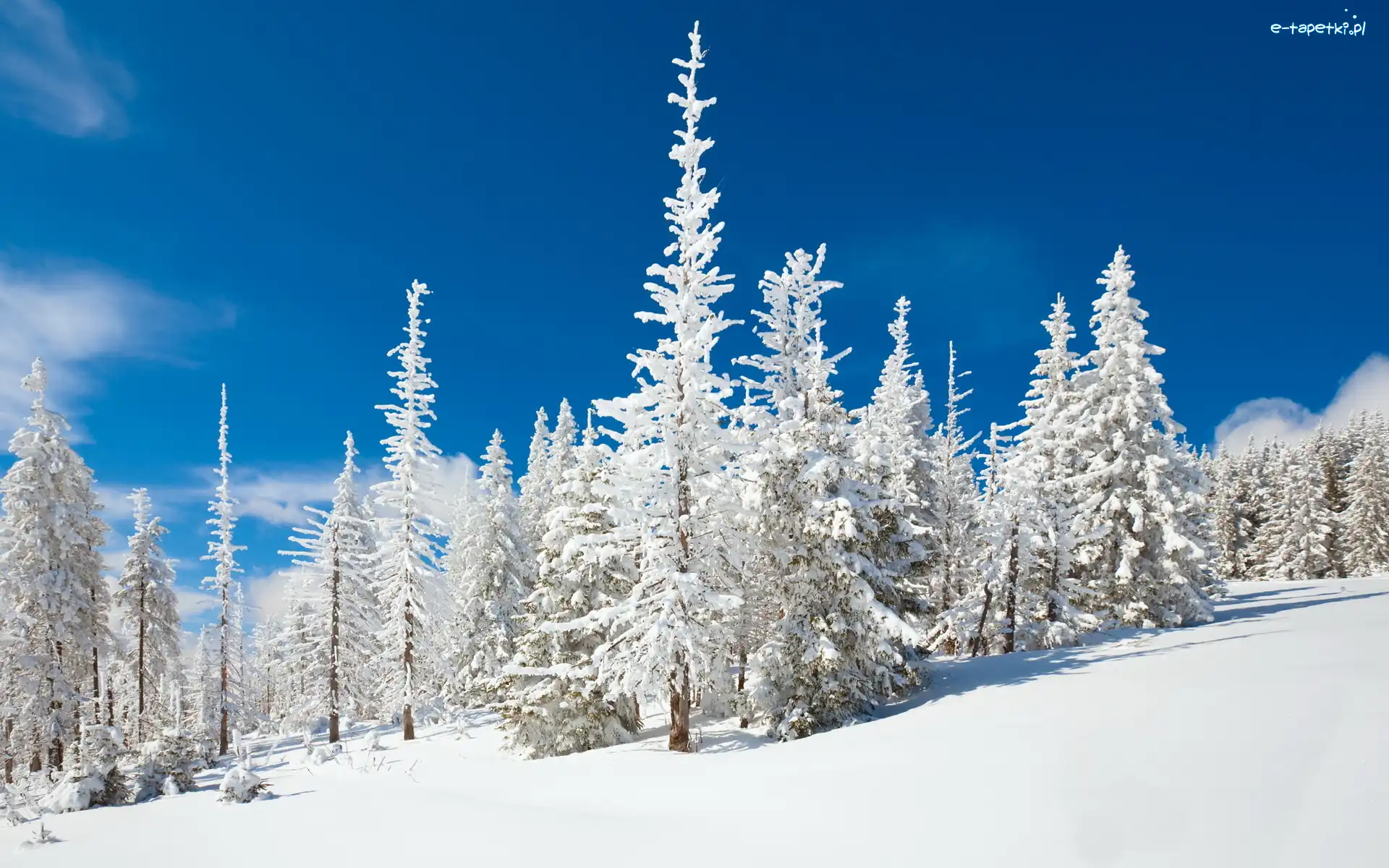 Śnieg, Choinki, Ośnieżone